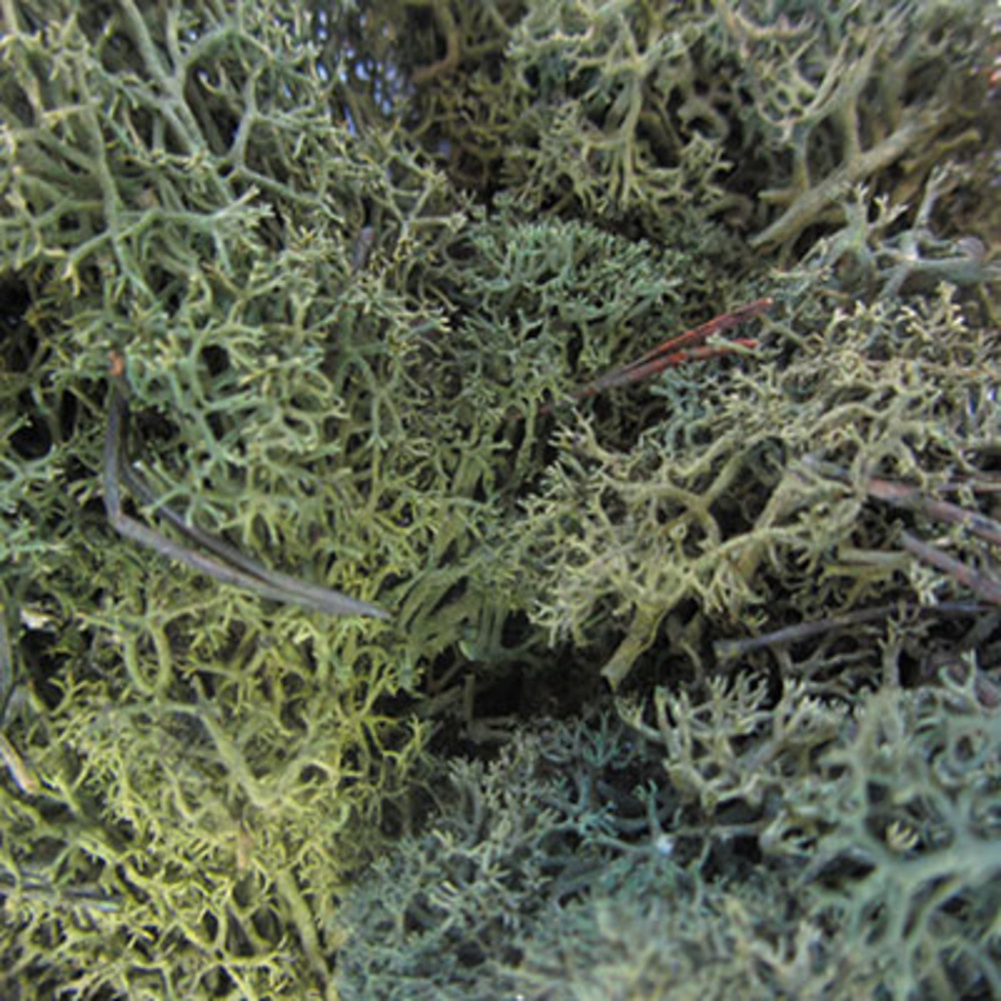 Lichen Medium Green 250g