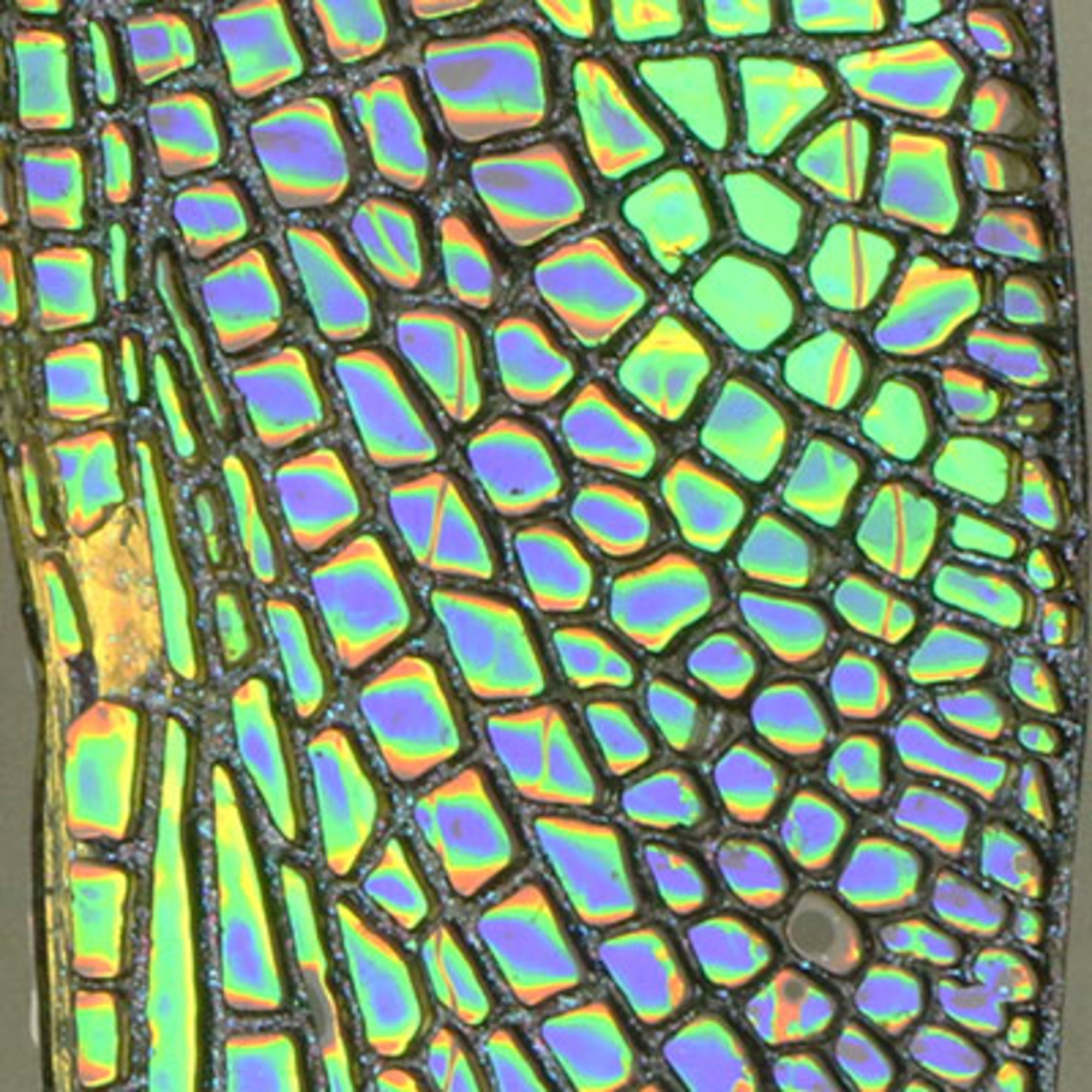 Iridescent film 500mm  2.5m roll