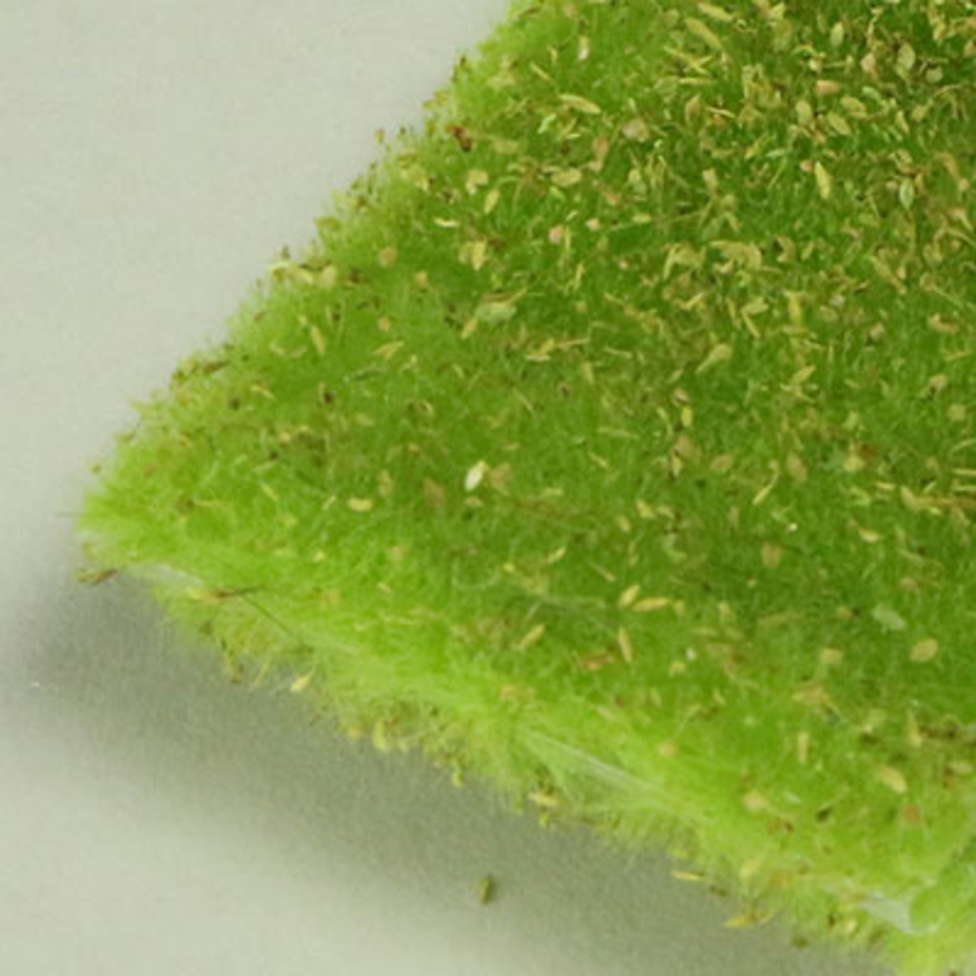 4DXLG40033-2 [file:4DXLG40033-2.jpg] miniNatur Weed Tufts