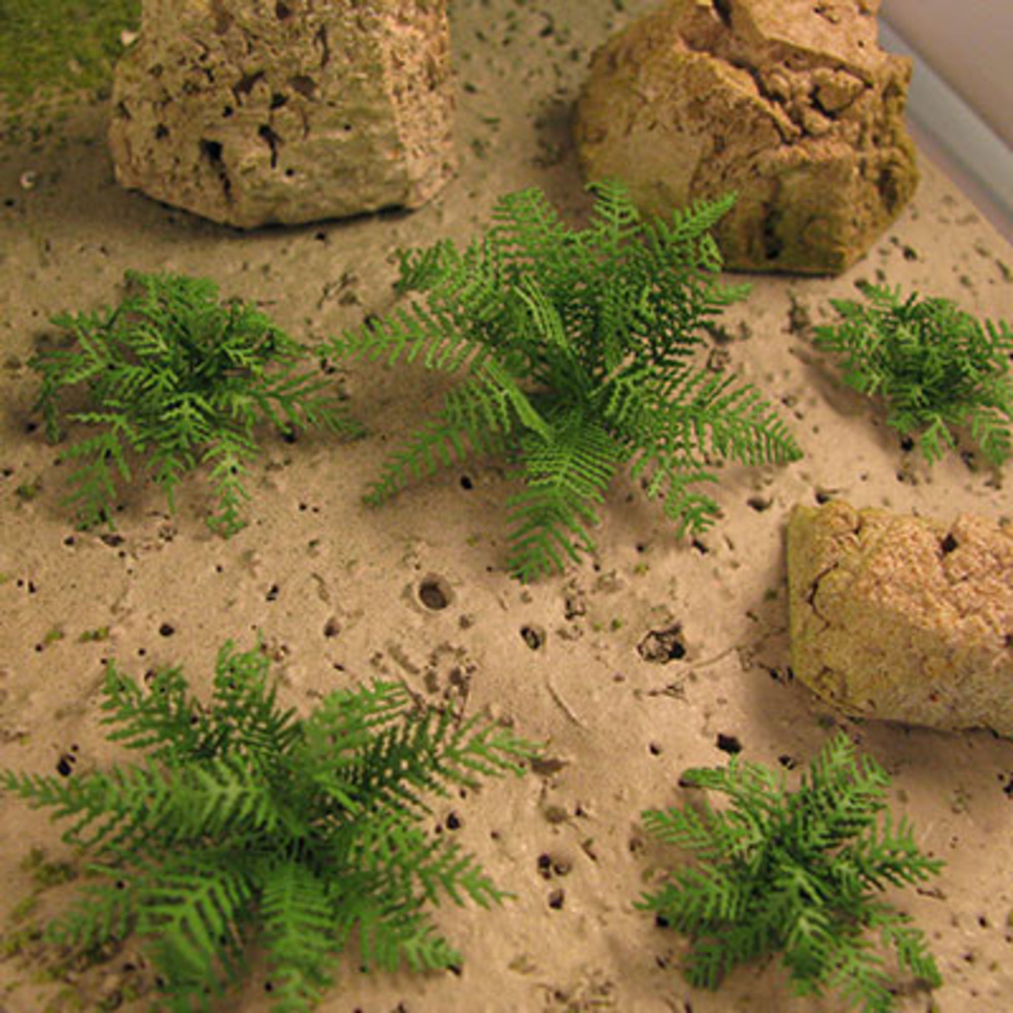 4DXLP00000-2 1:12-1:50 Etched Ferns