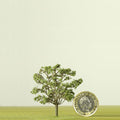 Oak Model Tree - 50mm