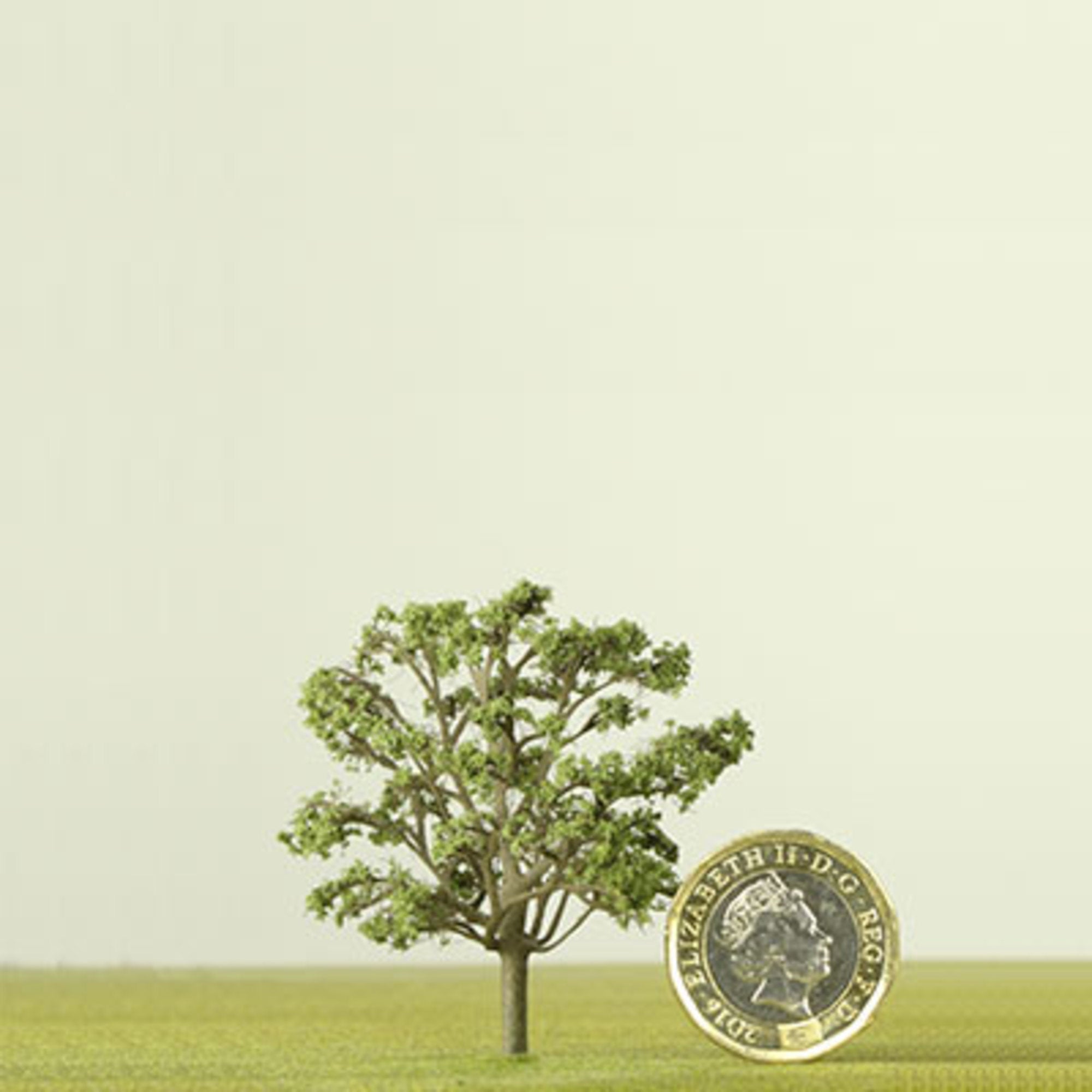 Oak Model Tree 50mm