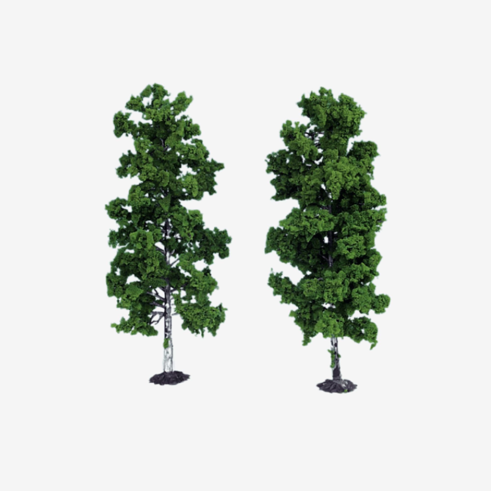5546100 [file:5546100-1.jpg] 1135 2 Beech Trees 18cm (Light Green)