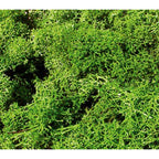 5546770 [file:5546770-1.jpg] Standard Lichen, Light Green (3210)