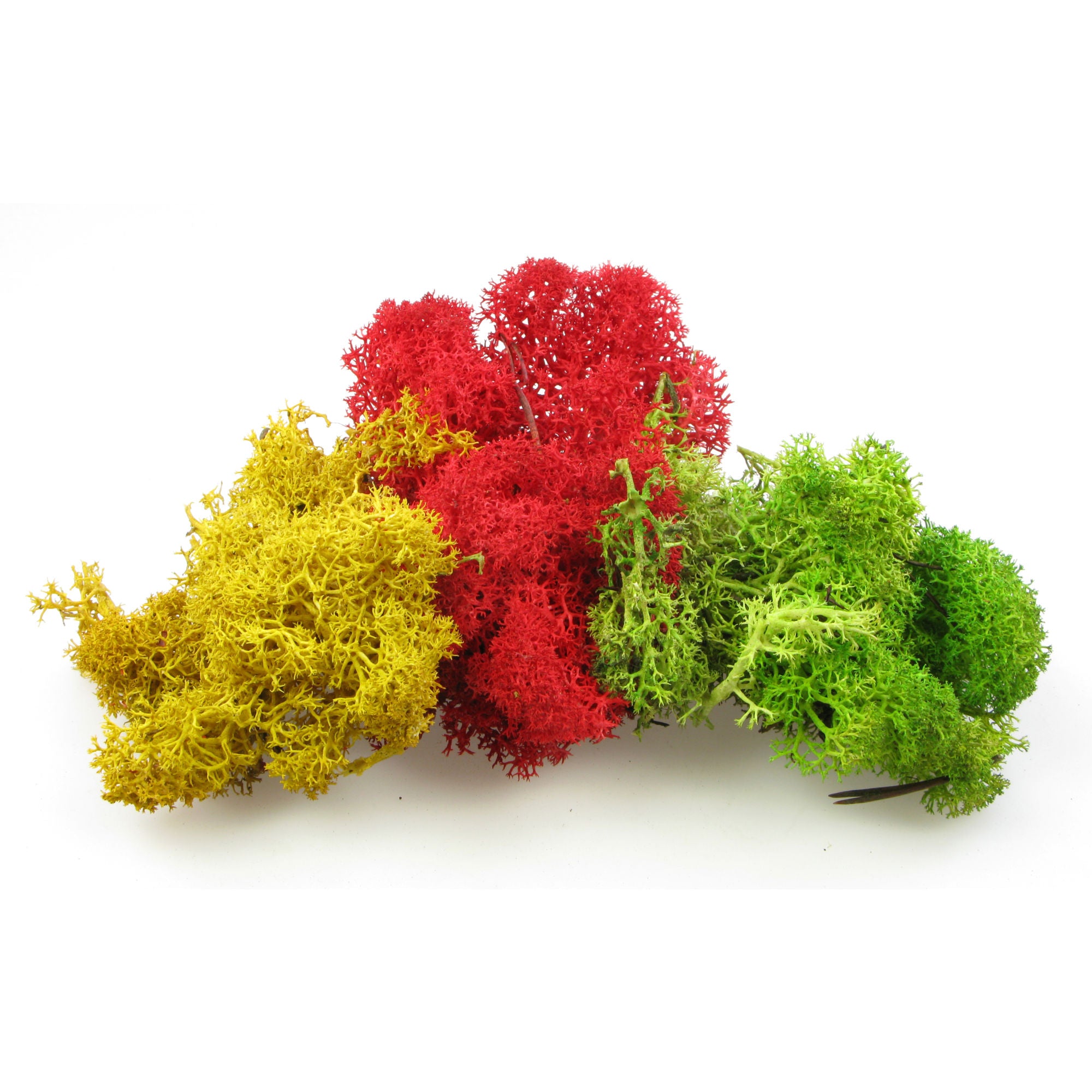 5546800 [file:5546800-1.jpg] Large Lichen, Mixed (75g) (3221)