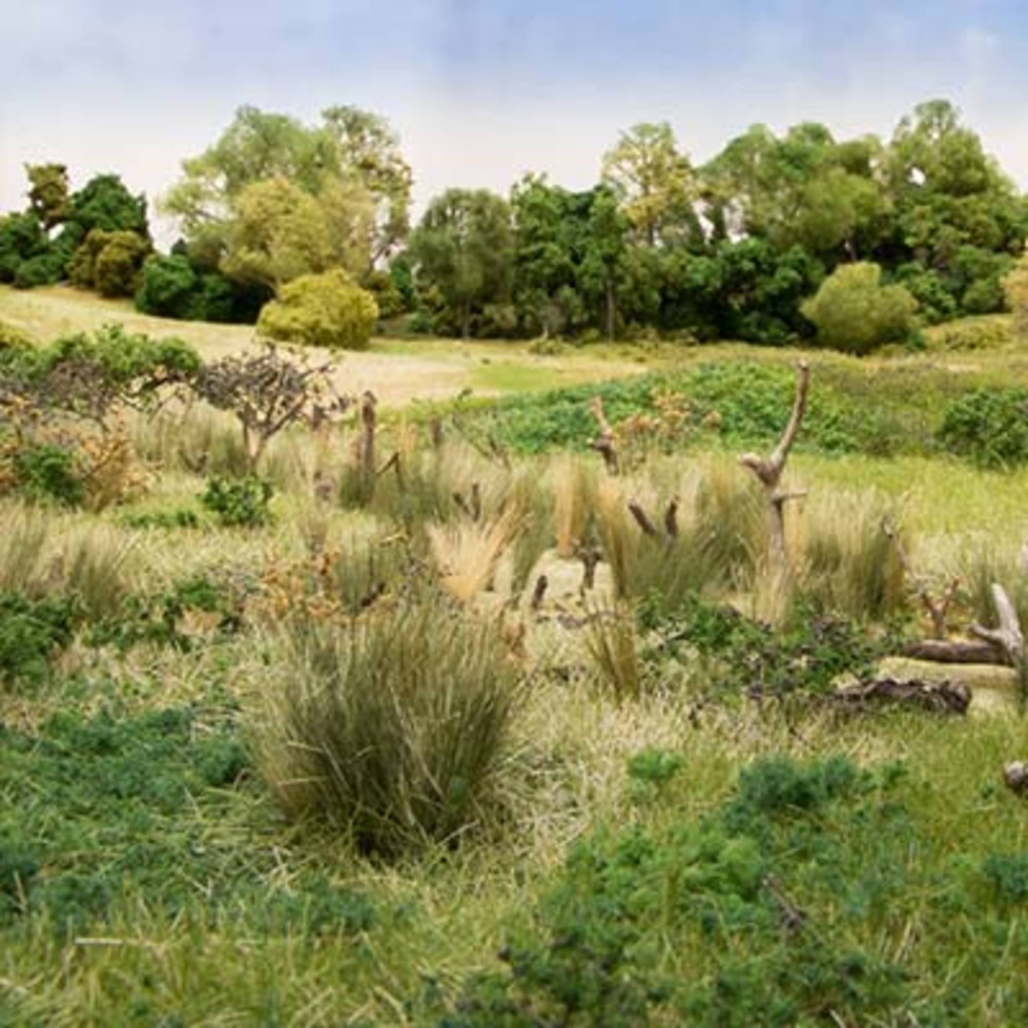 Field Grass Medium Green
