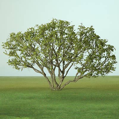 16154_Image.jpg
