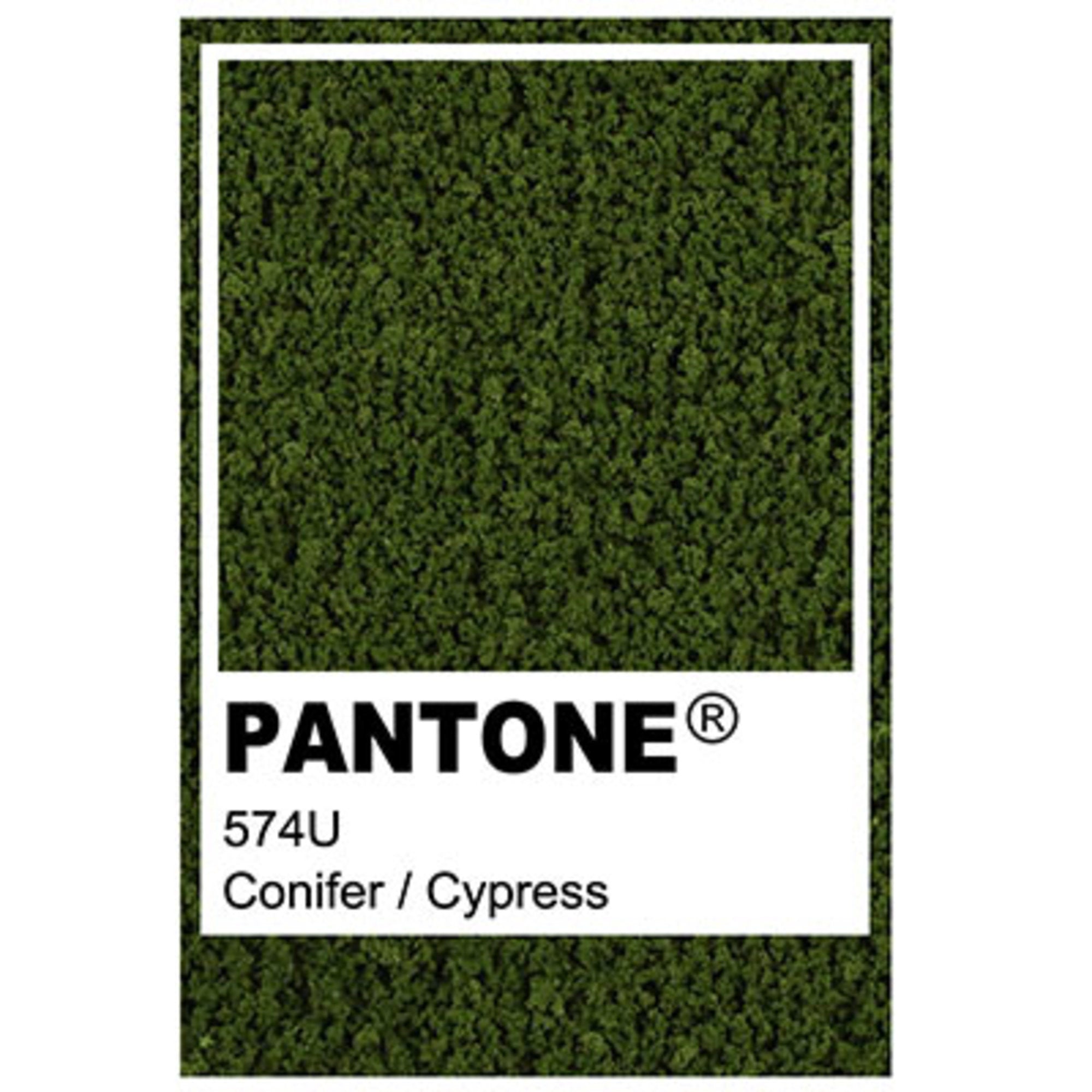Conifer Model Tree Packs - 42mm (5 pcs)