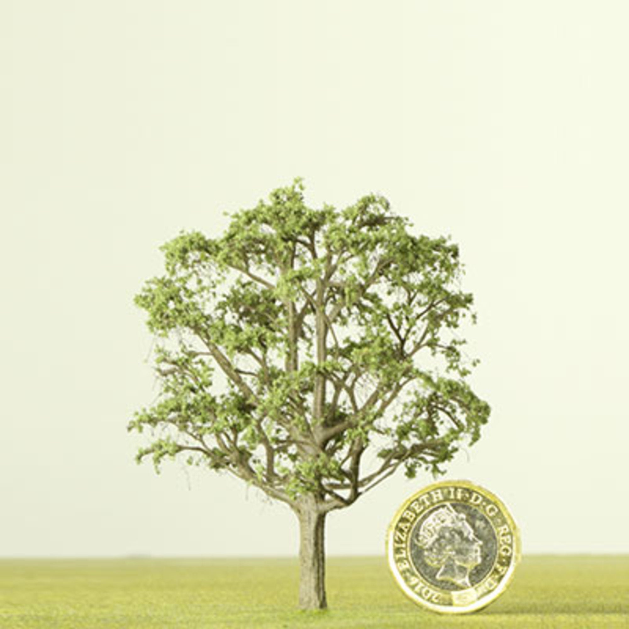 Oak Model Tree 50mm