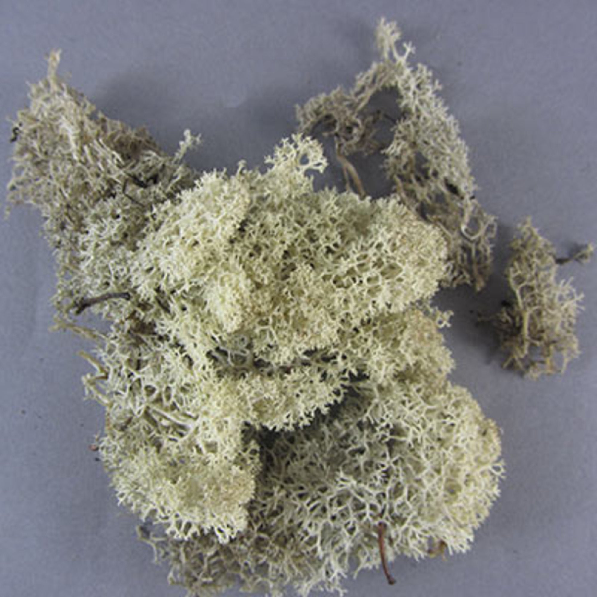 Lichen Medium Green 250g
