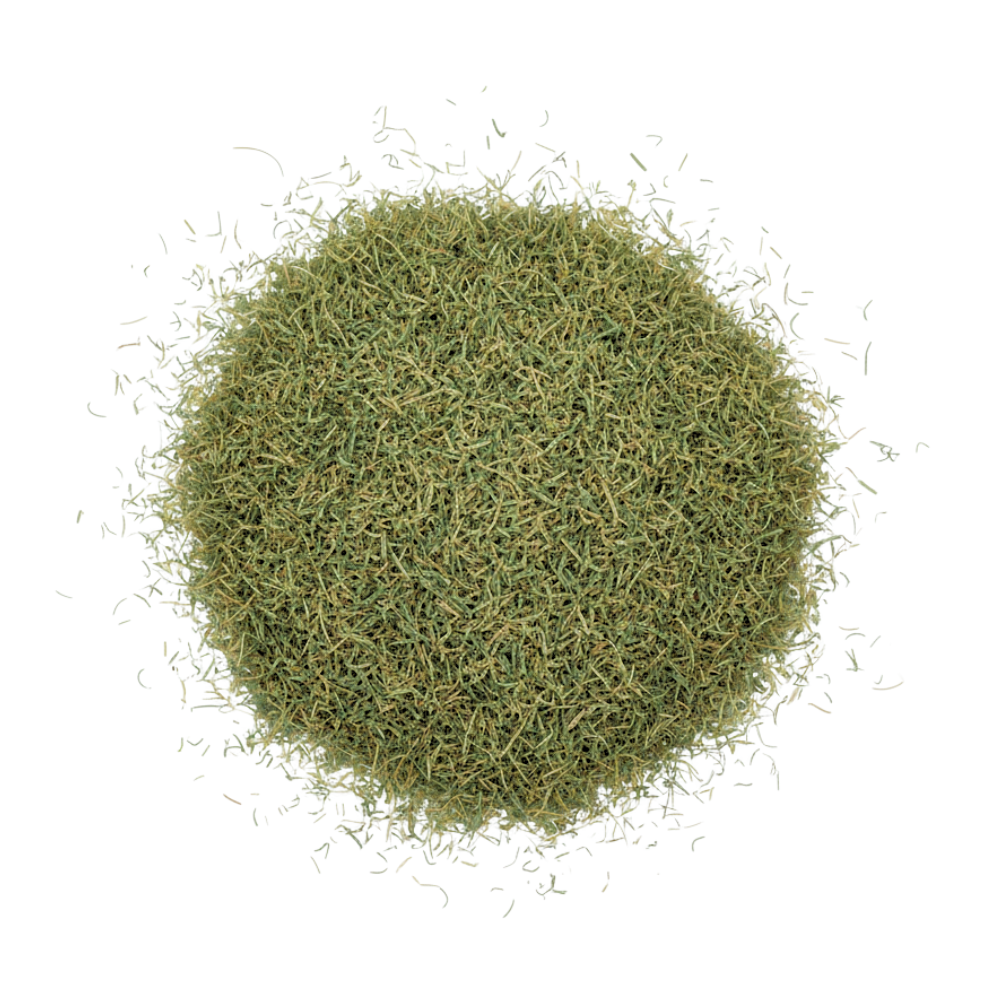 Wild Grass Savanna (1574)