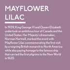 GLDJ101007-9 [file:GLDJ101007-9.jpg] Jubilee Maker Paint, Mayflower Lilac
