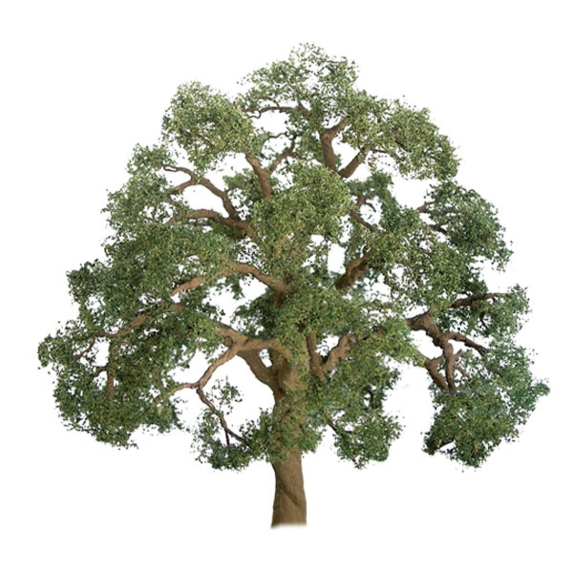 JTT94350 Live Oak, 3in, (2 per pack)