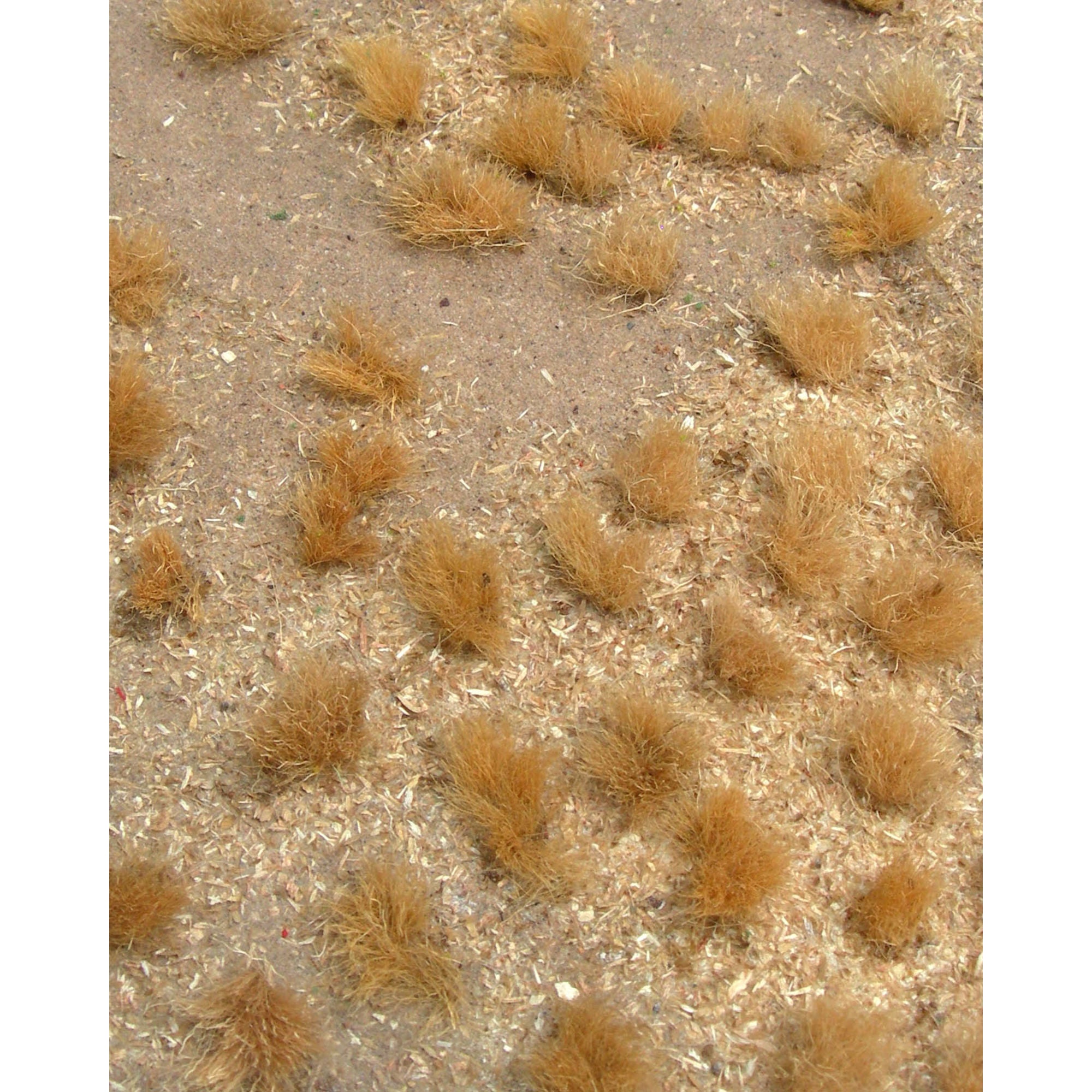 JTT95603 [file:JTT95603-1.jpg] Golden Grassland, 5x7in, Sheet