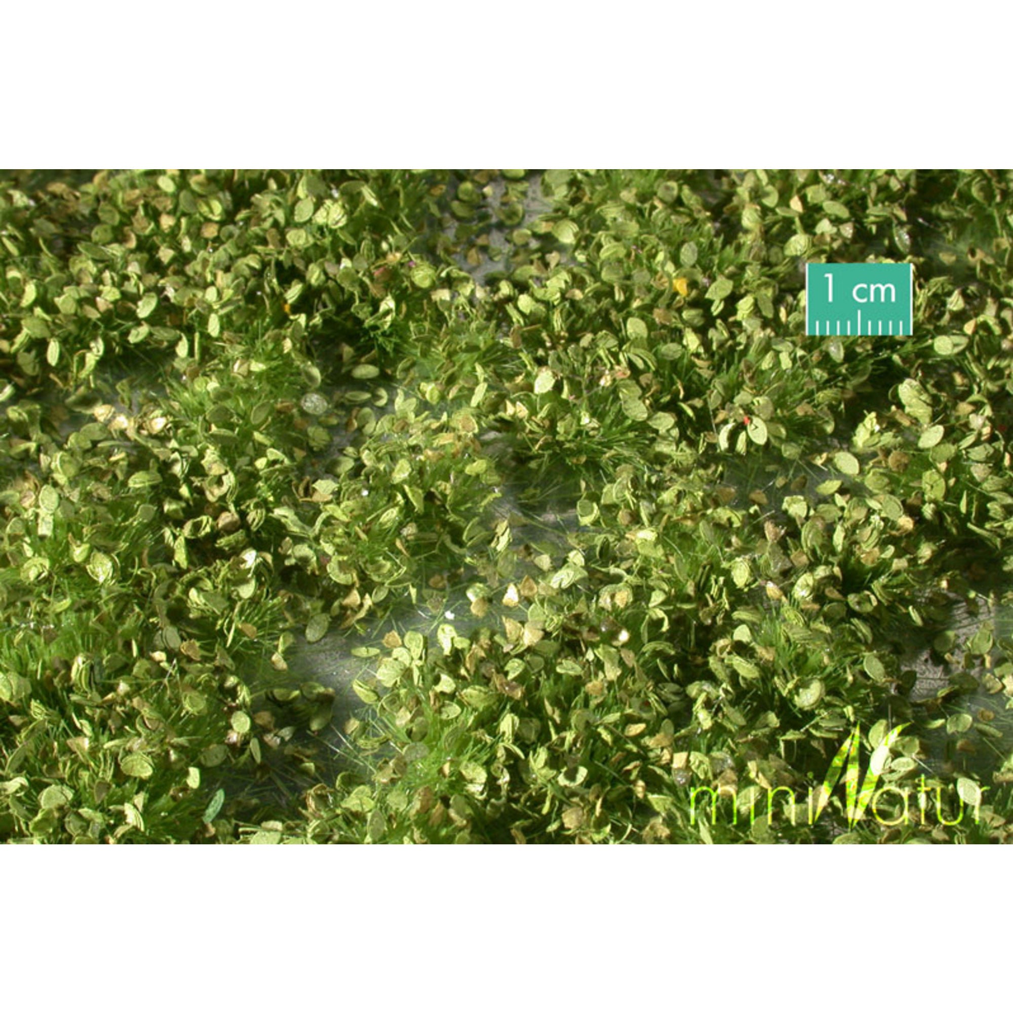 Weed Tufts, Spring