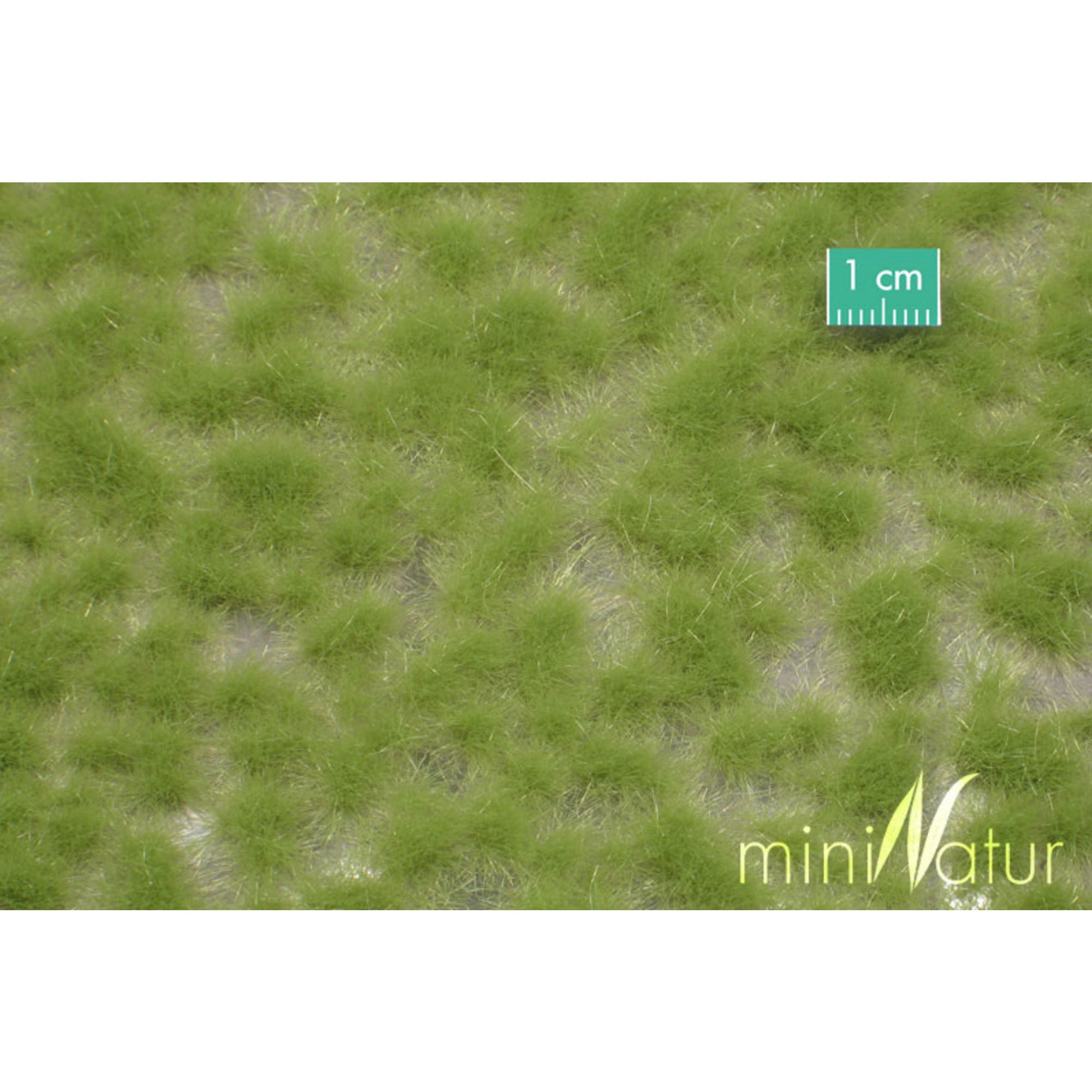 Grass Tufts, Long, Spring