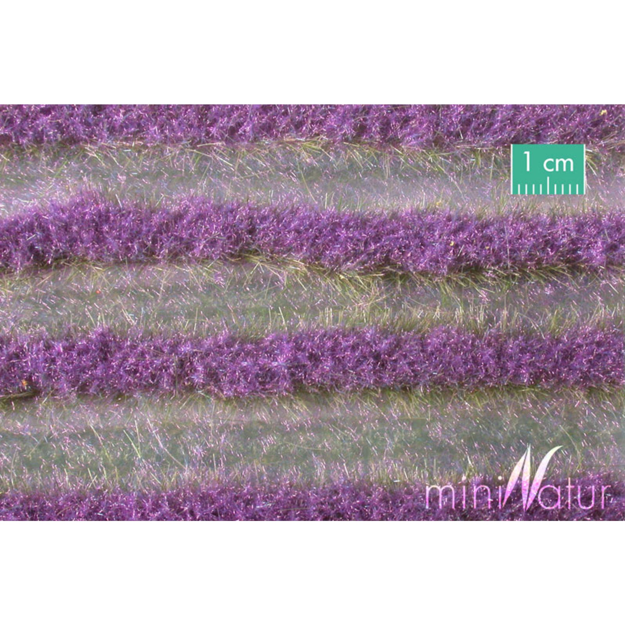 Lavender Field Strips, Summer