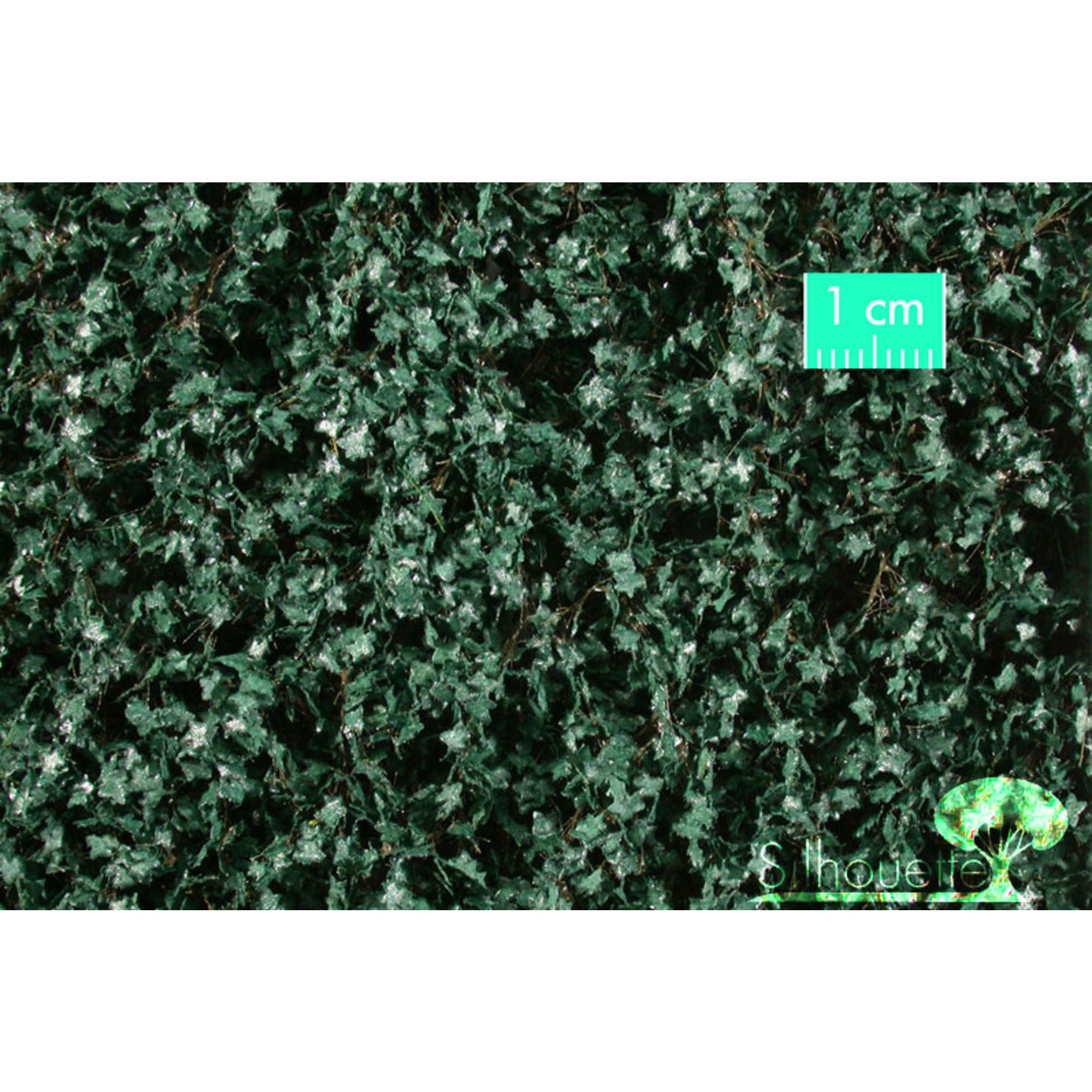 Ivy, O-Scale, Summer