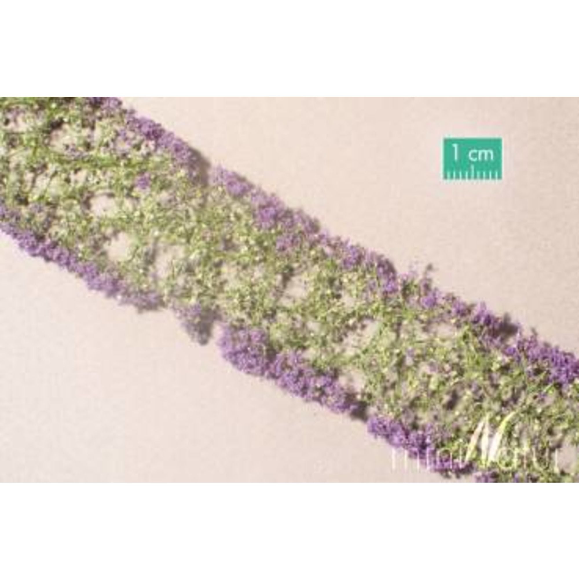 Flowers, Violet