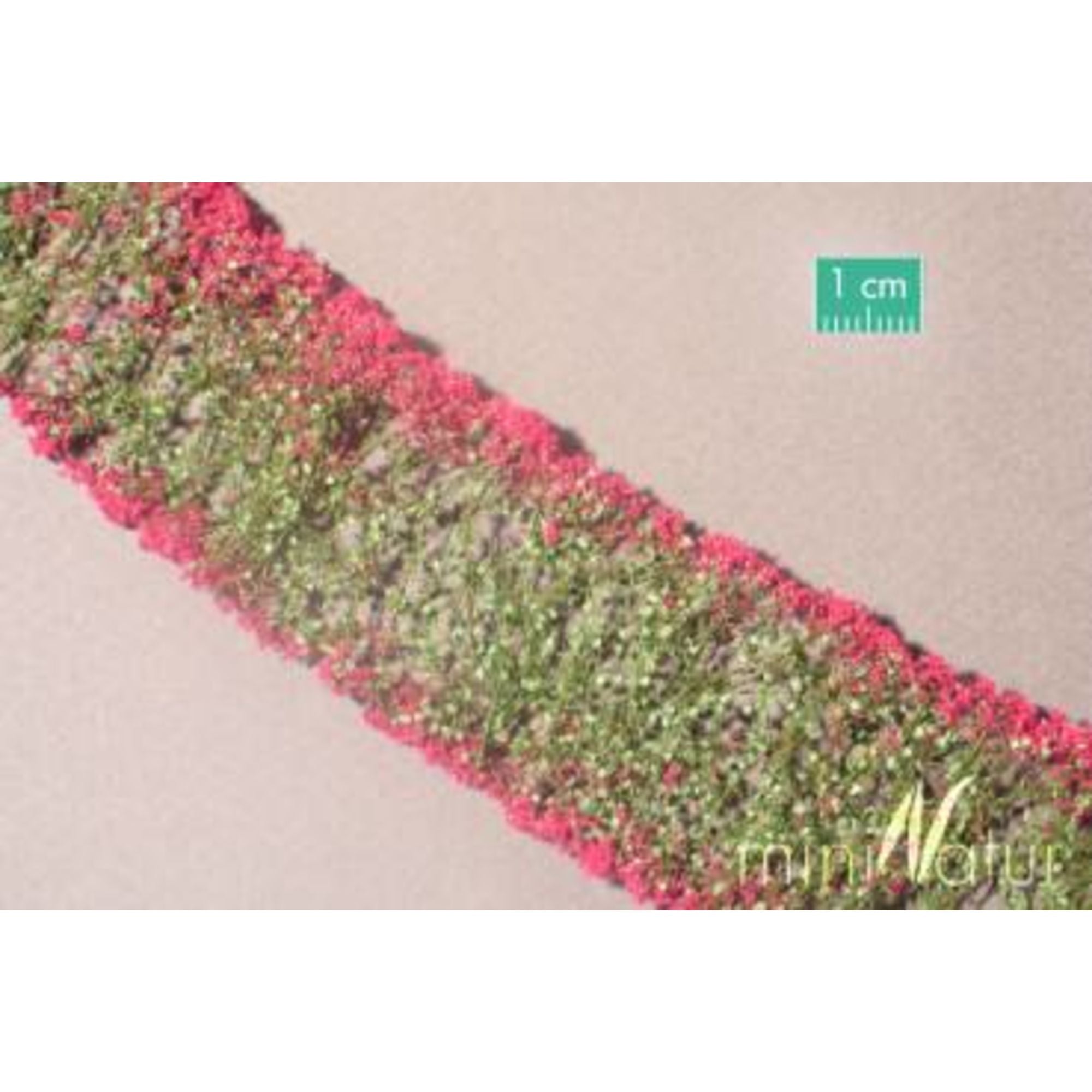 Flowers, Magenta