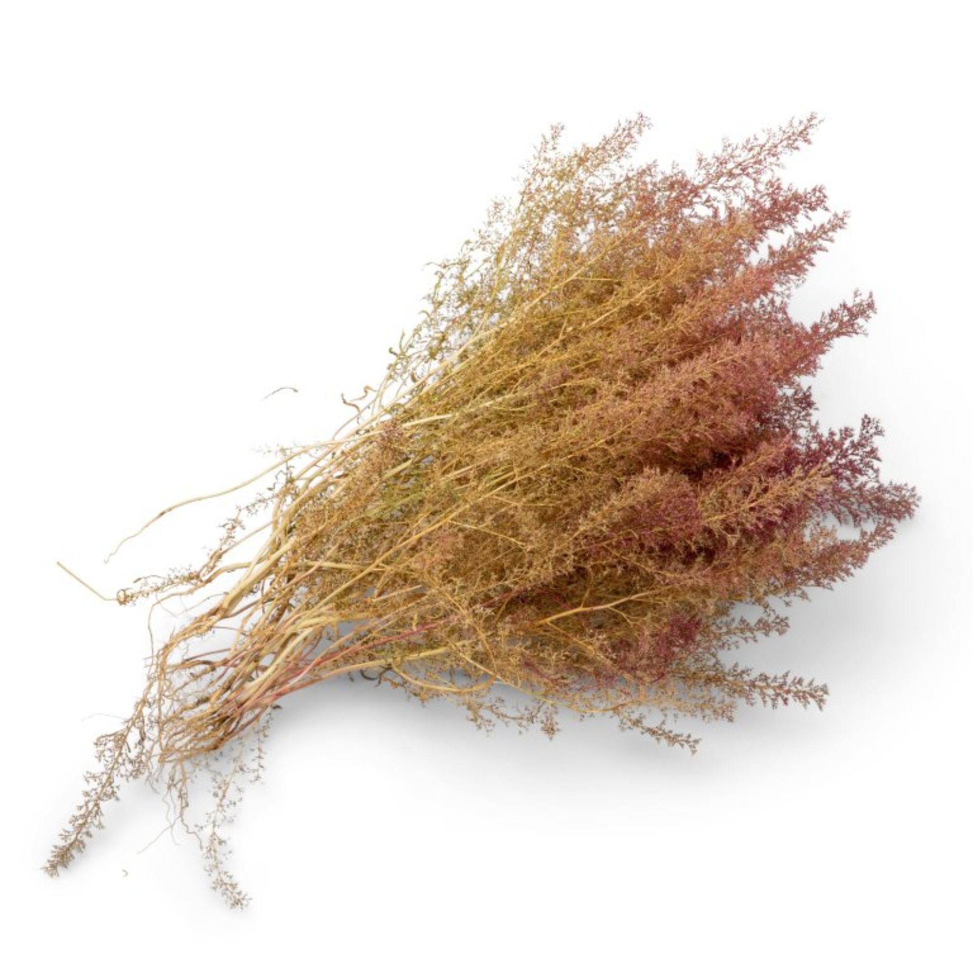 MOD0158672-1 Natural sea moss, bag, 50-70 g (5 pcs)