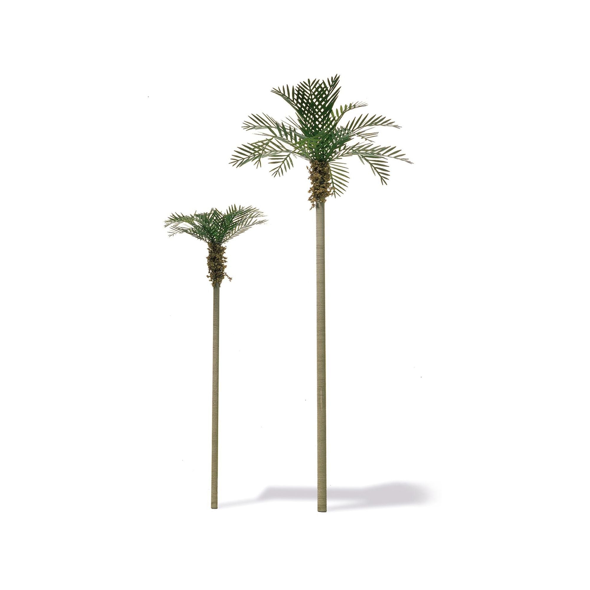 Palm Trees