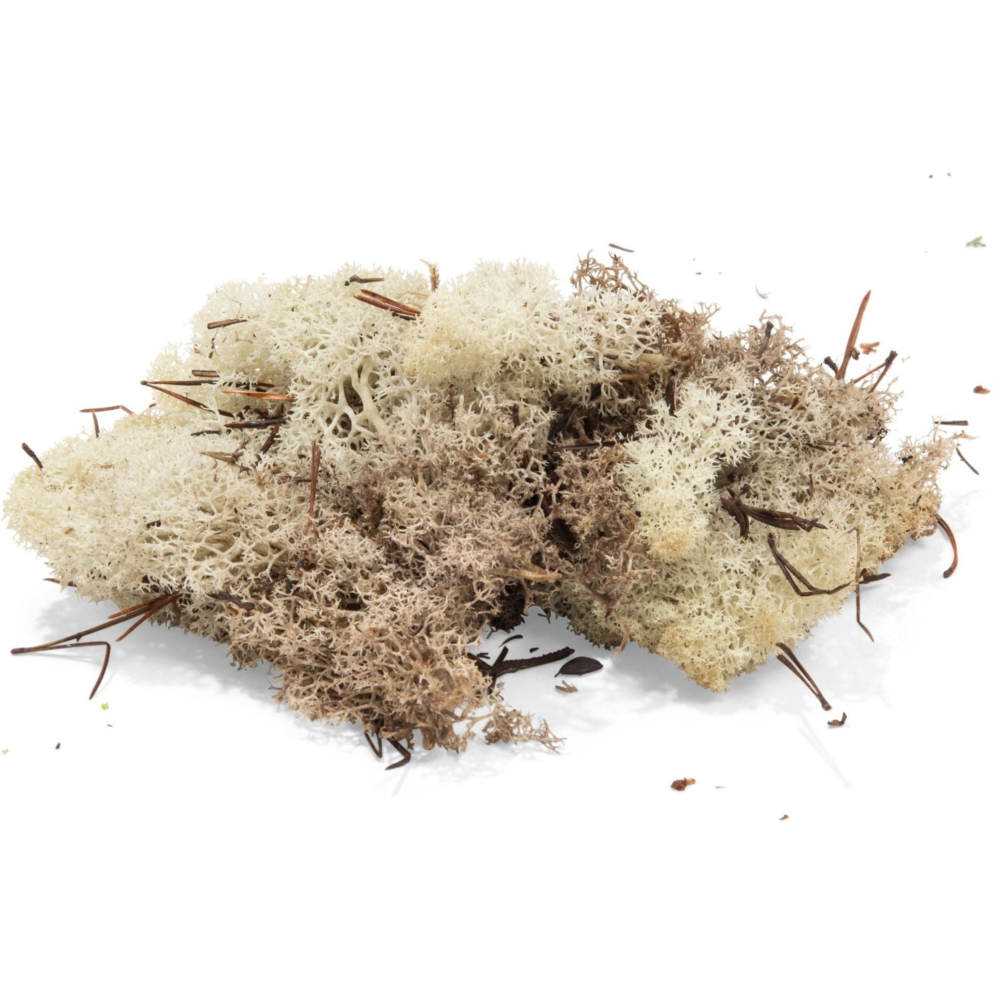 MOD0671300 [file:MOD0671300-1.jpg] Iceland Lichen, Soft, Coloured, Natural (Approx. 50g)