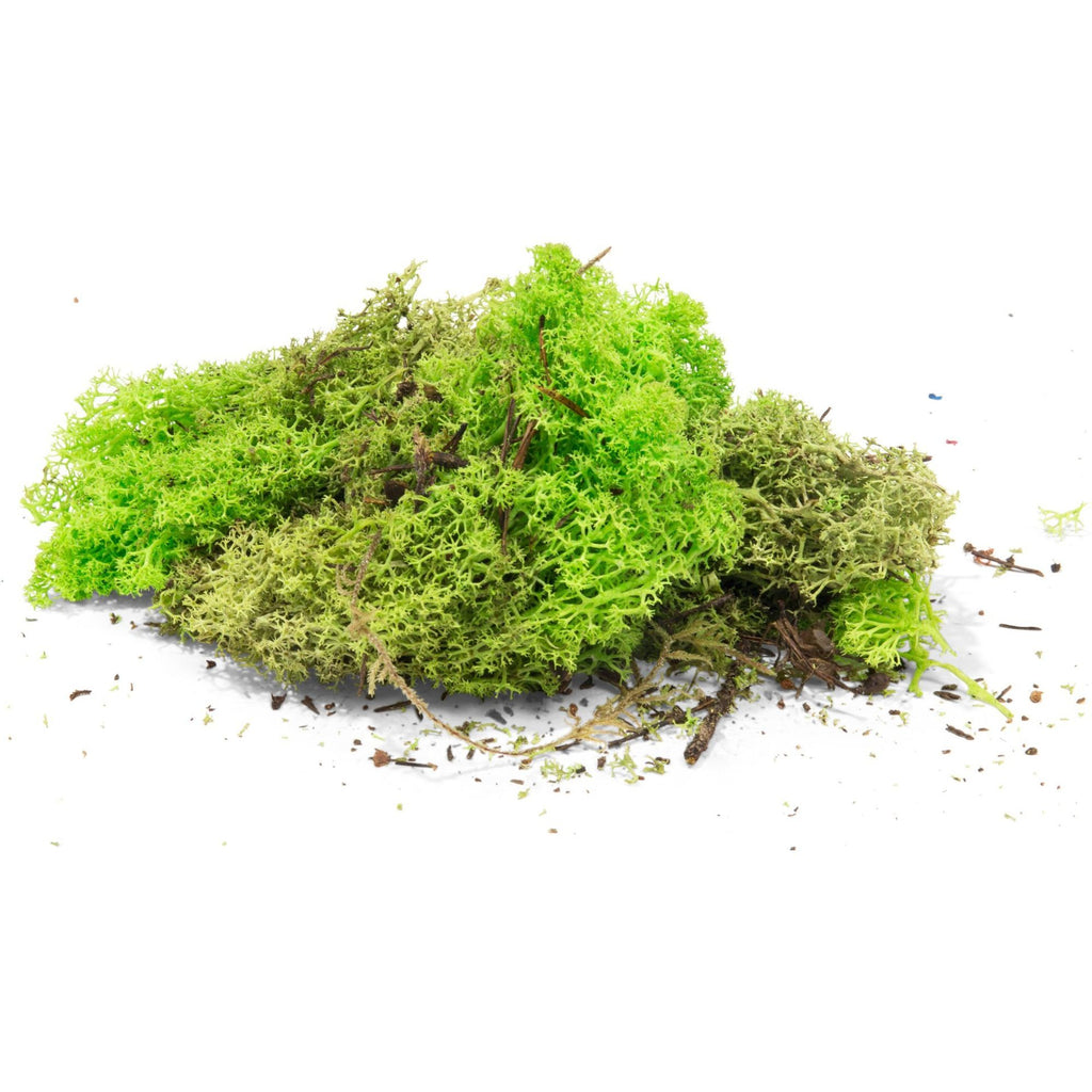 MOD0671315 [file:MOD0671315-1.jpg] Iceland Lichen, Soft, Coloured, May Green (Approx. 50g)