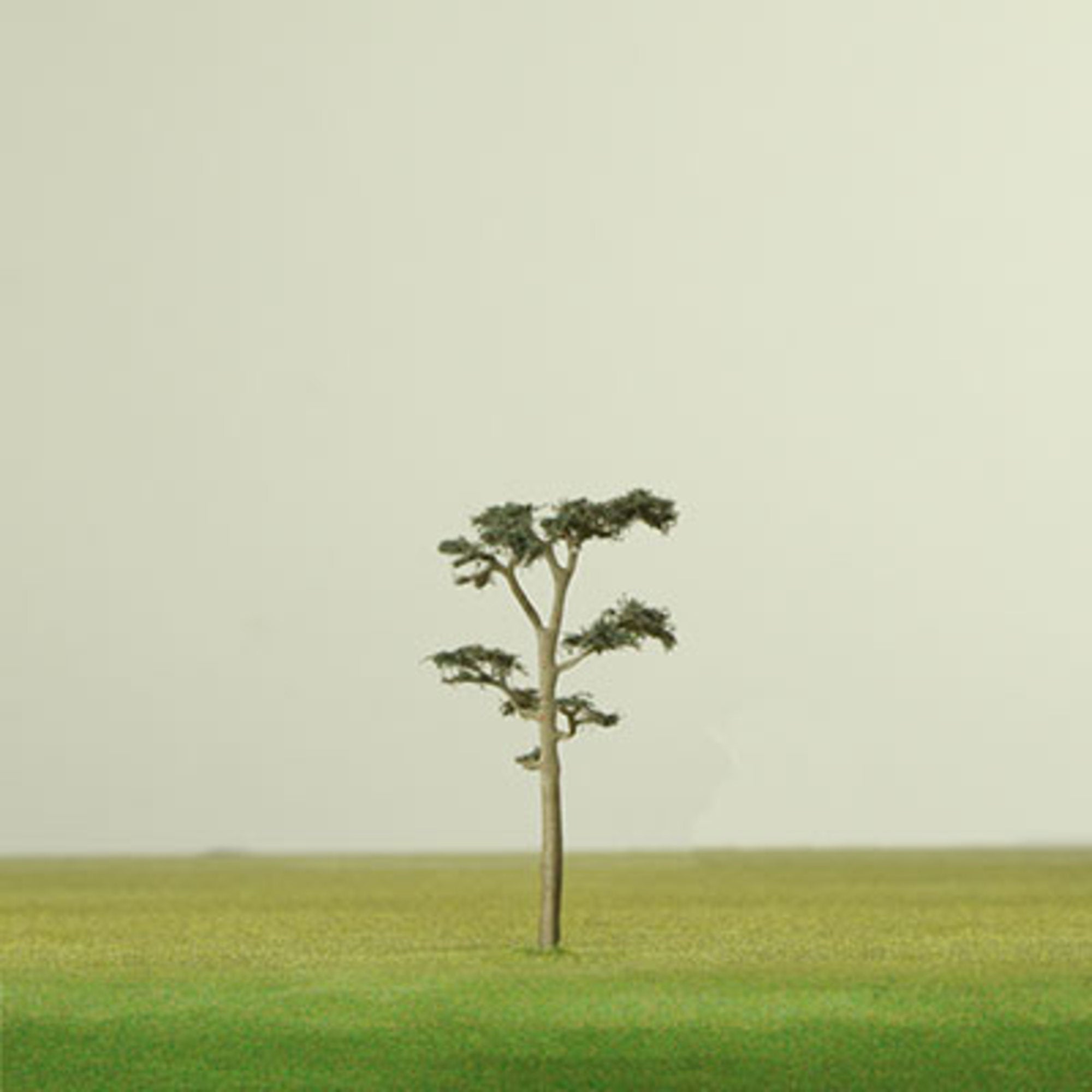 Scots Pine Model Tree - 0.42mm