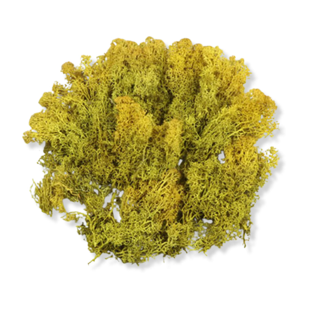 Lichen Medium Green 250g
