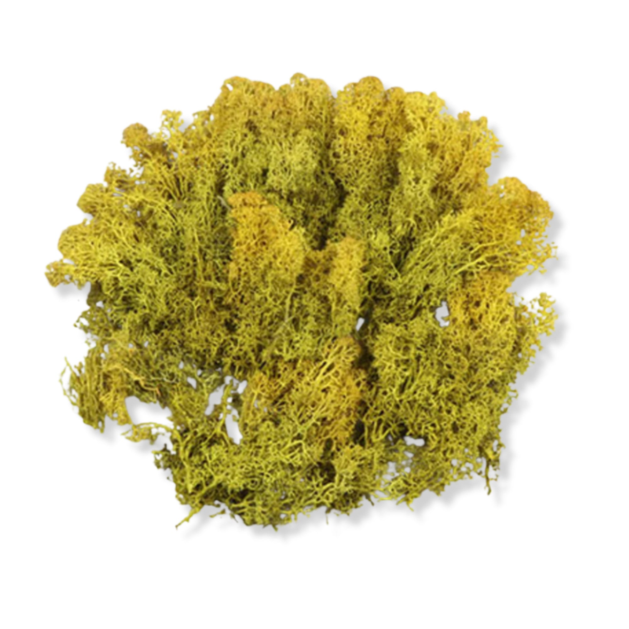 Lichen Medium Green 250g