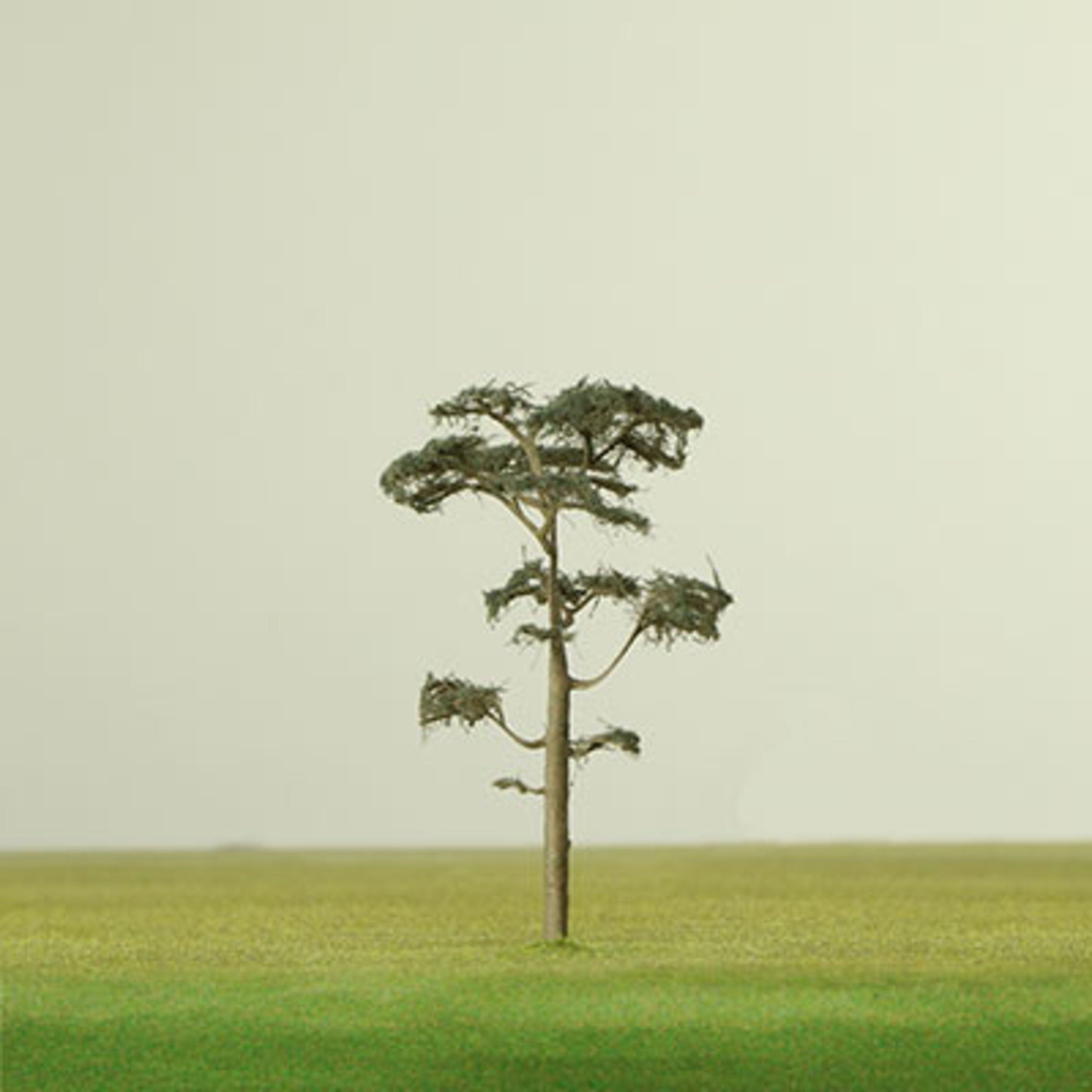 Scots Pine Model Tree - 0.42mm
