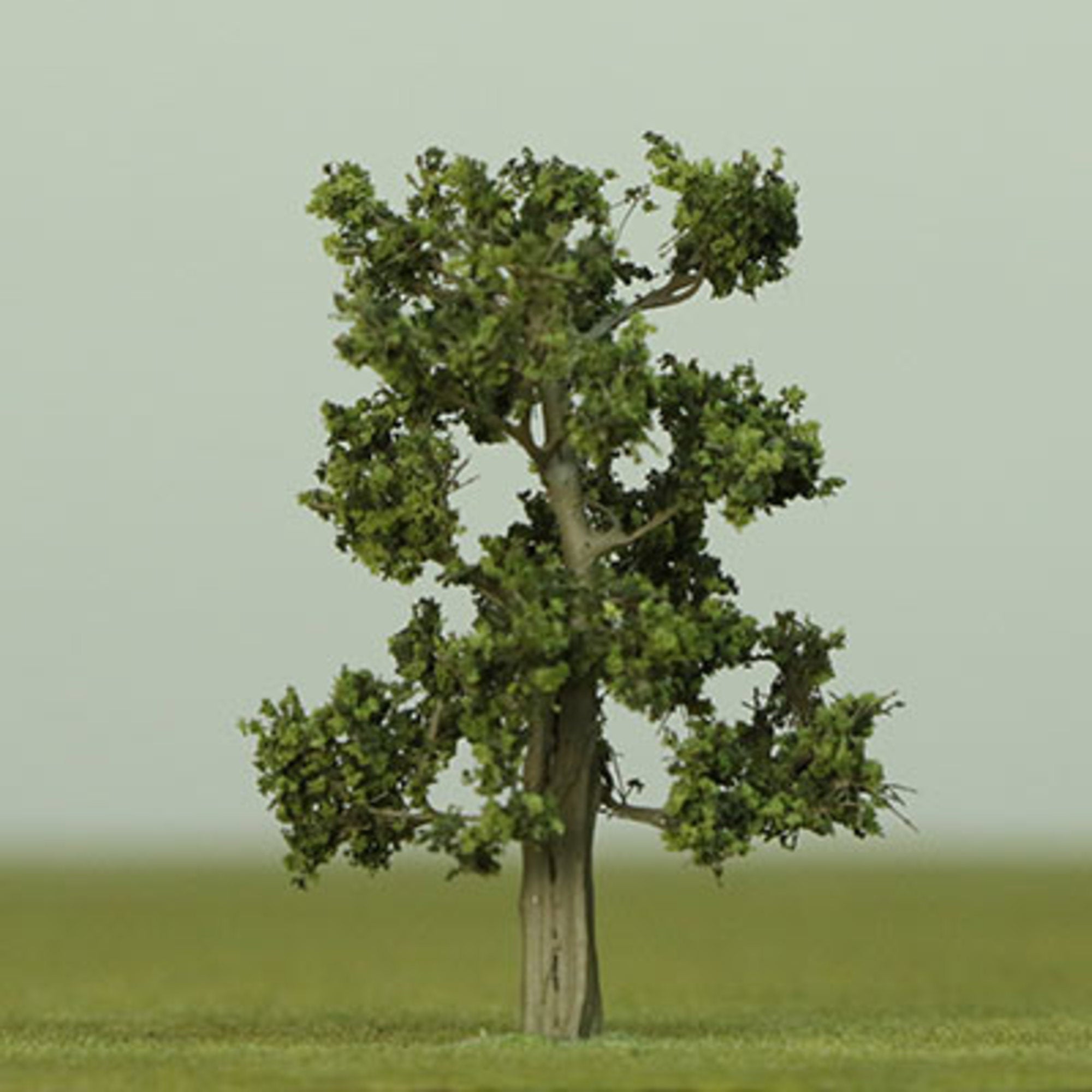 Dappled Green Etched Tree - 35mm