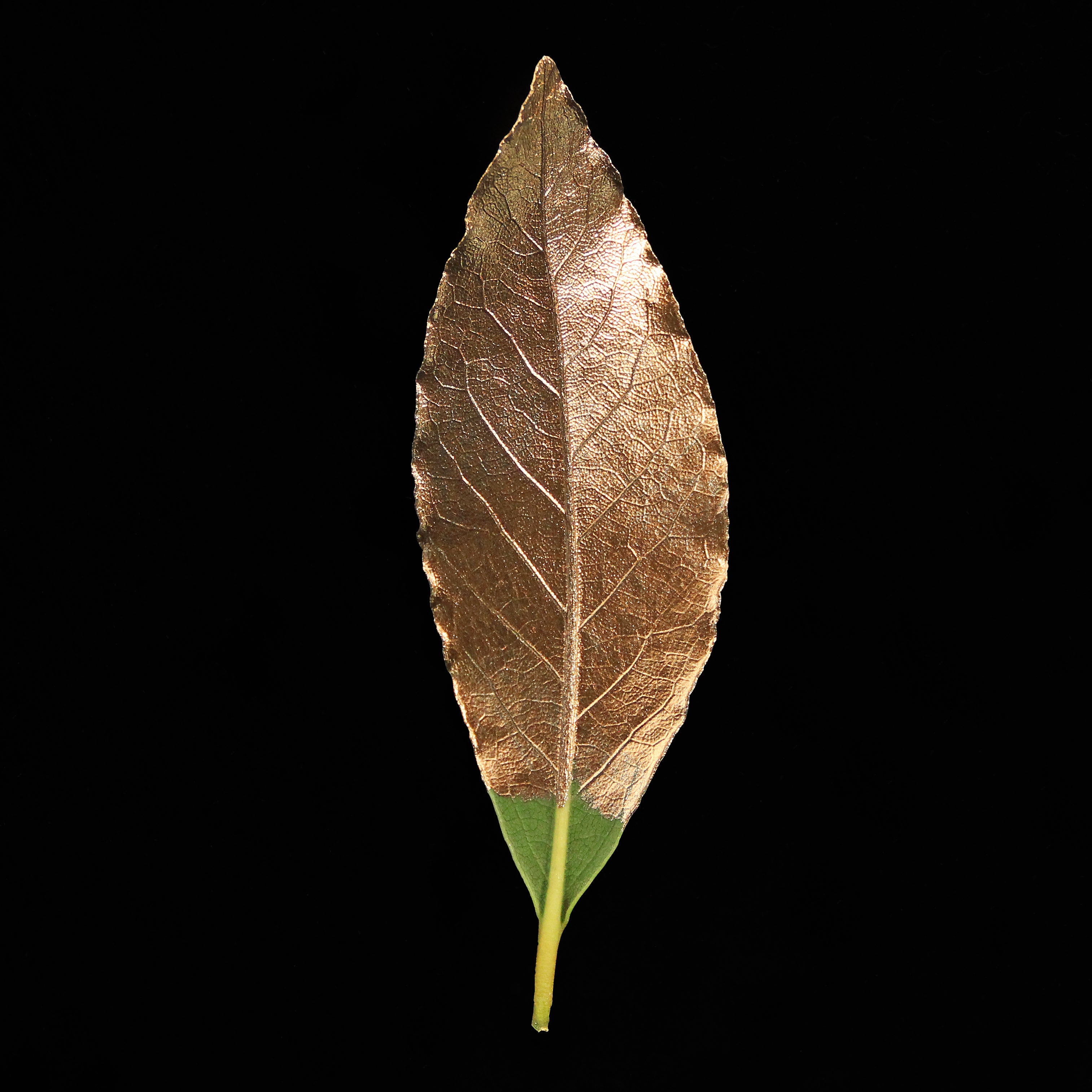 Leaf_BNZ_Edit.jpg
