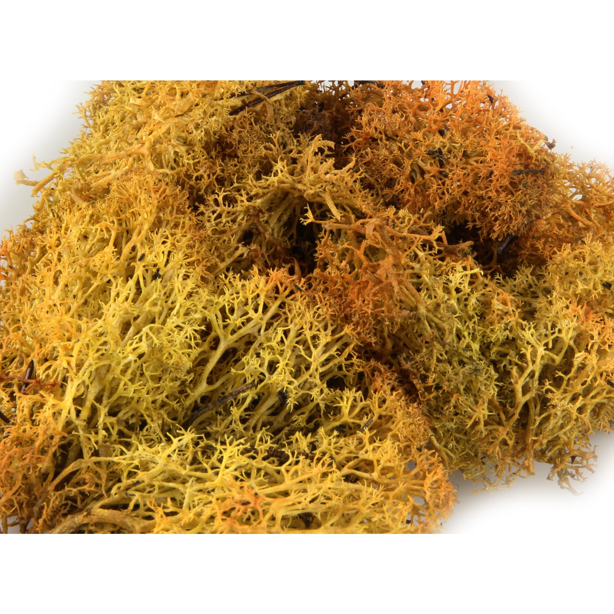 3210 Standard Lichen Light Green