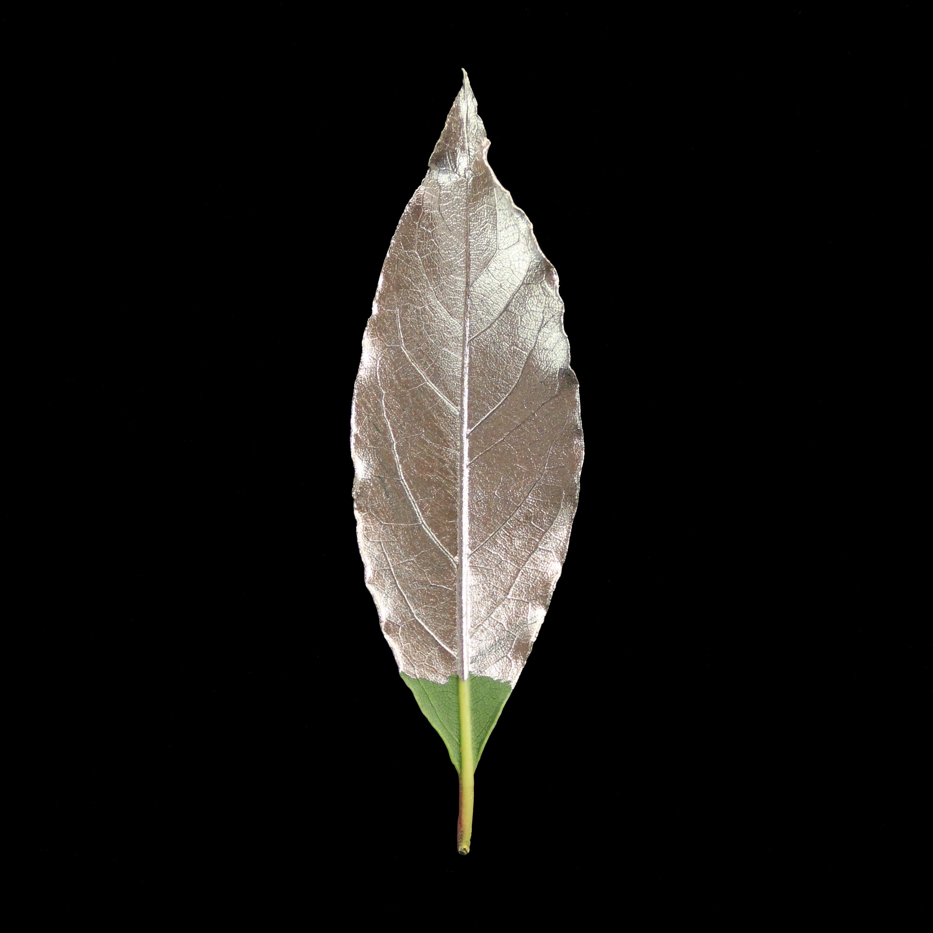 Leaf_CHMP_Edit.jpg