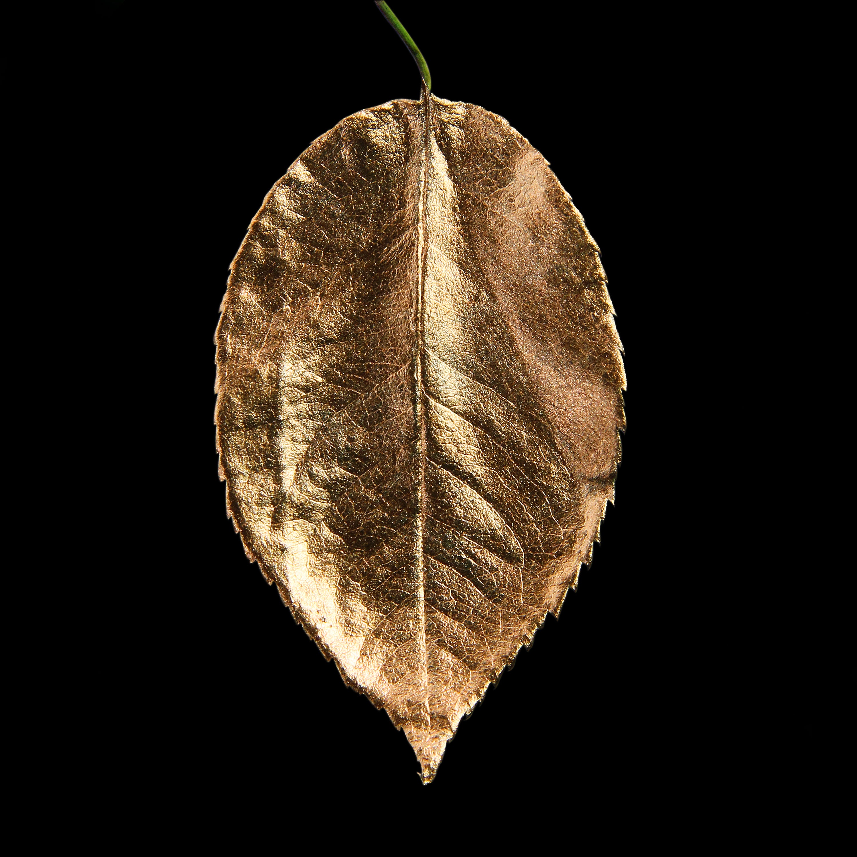 Leaf_BNZ_#2.jpg