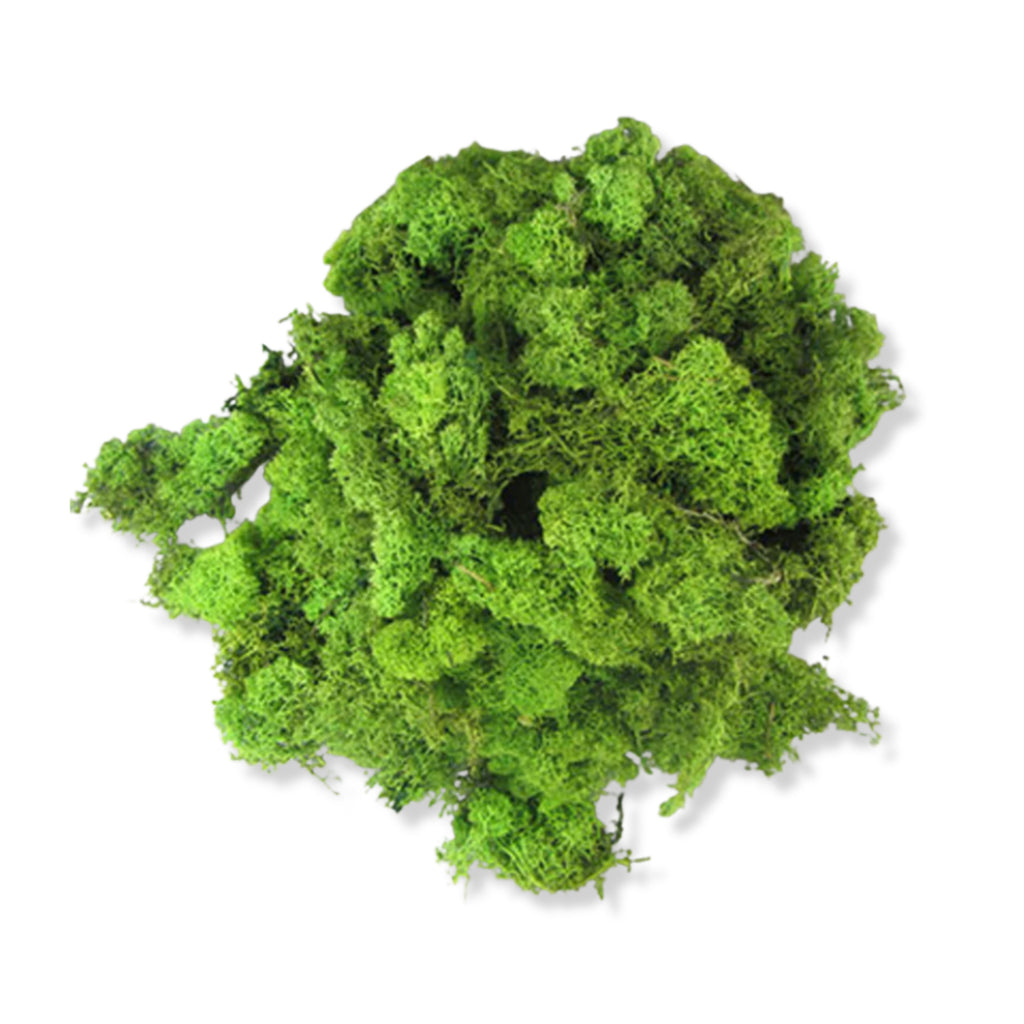 Lichen Medium Green 250g