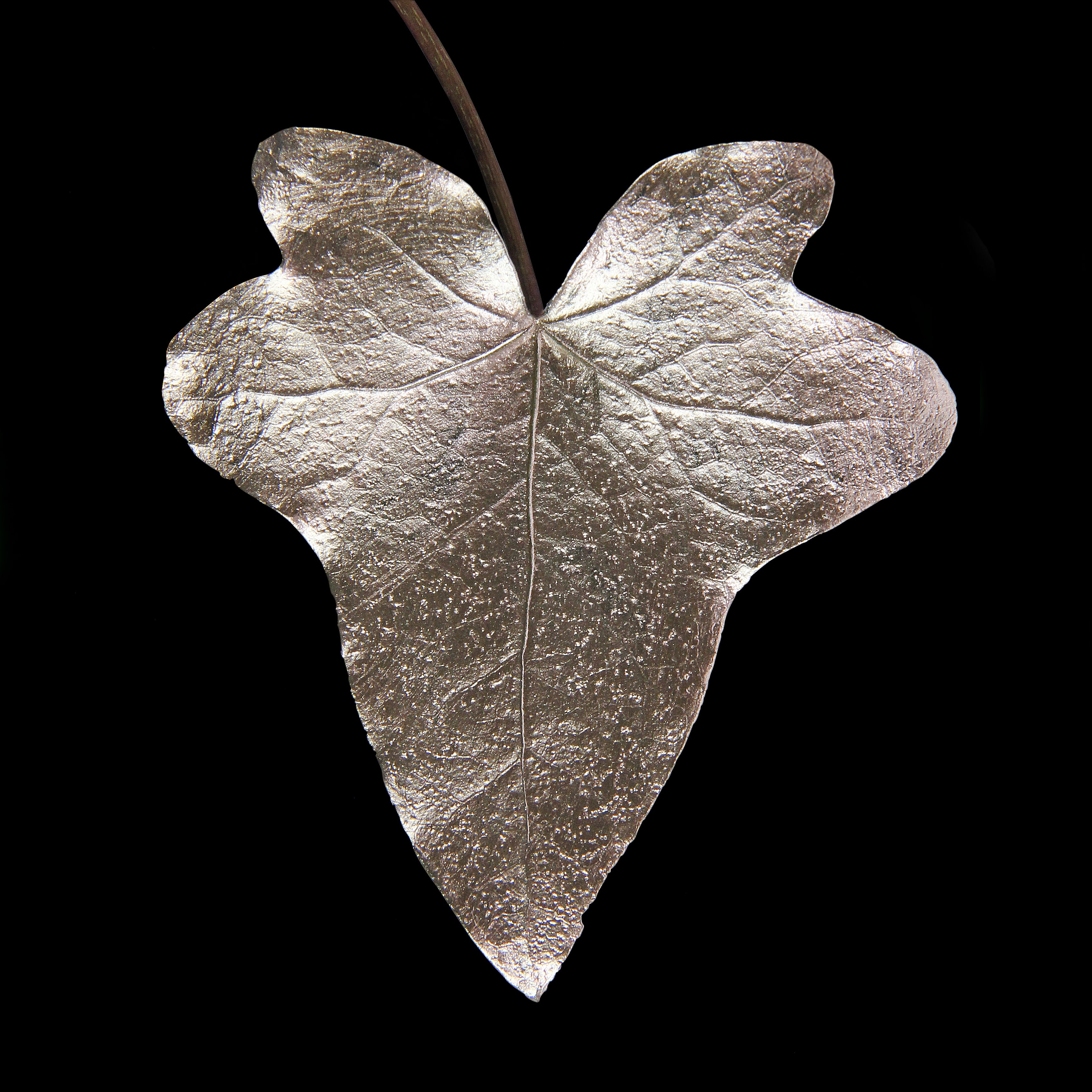 Leaf_CHMP_#1.jpg