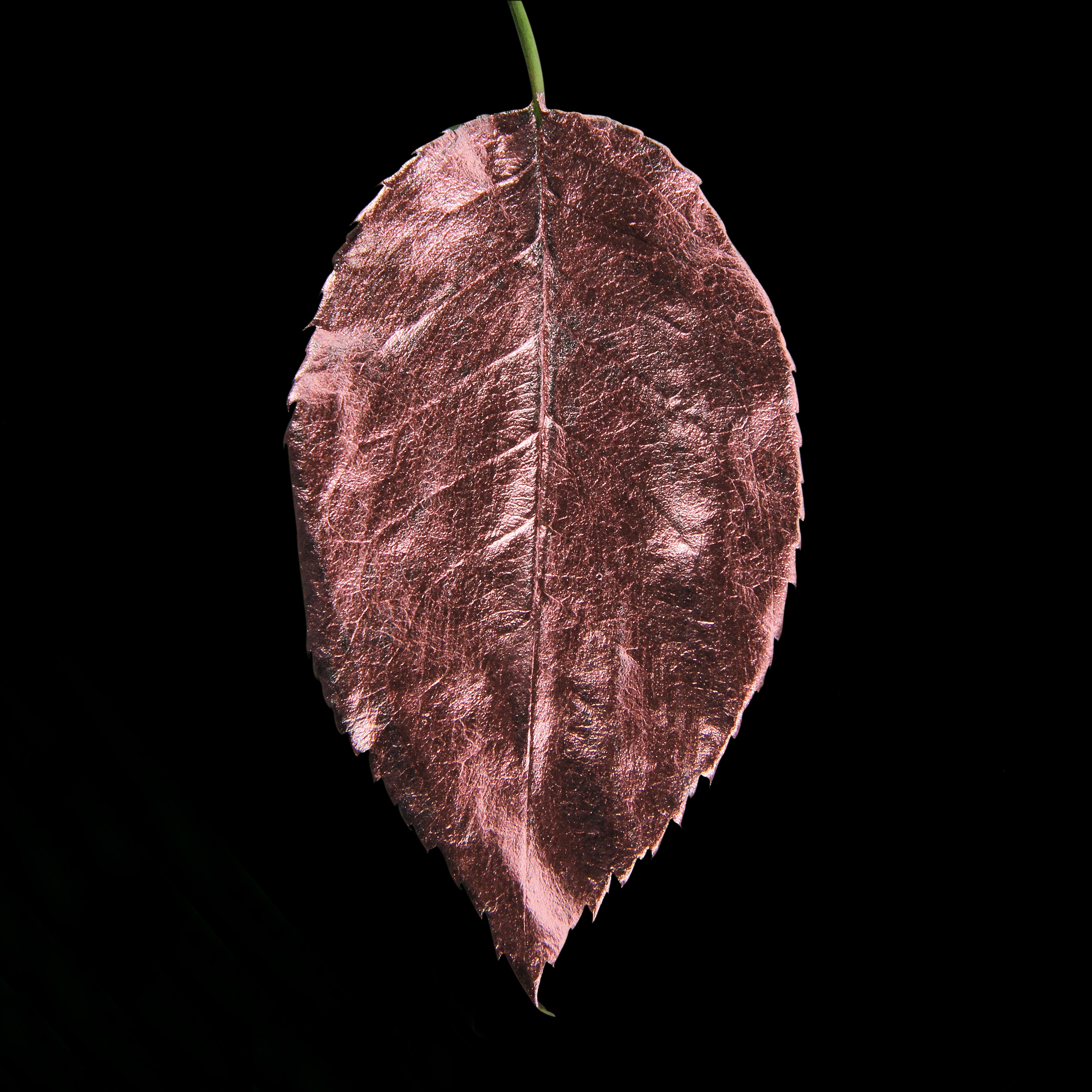 Leaf_RG_#2.jpg