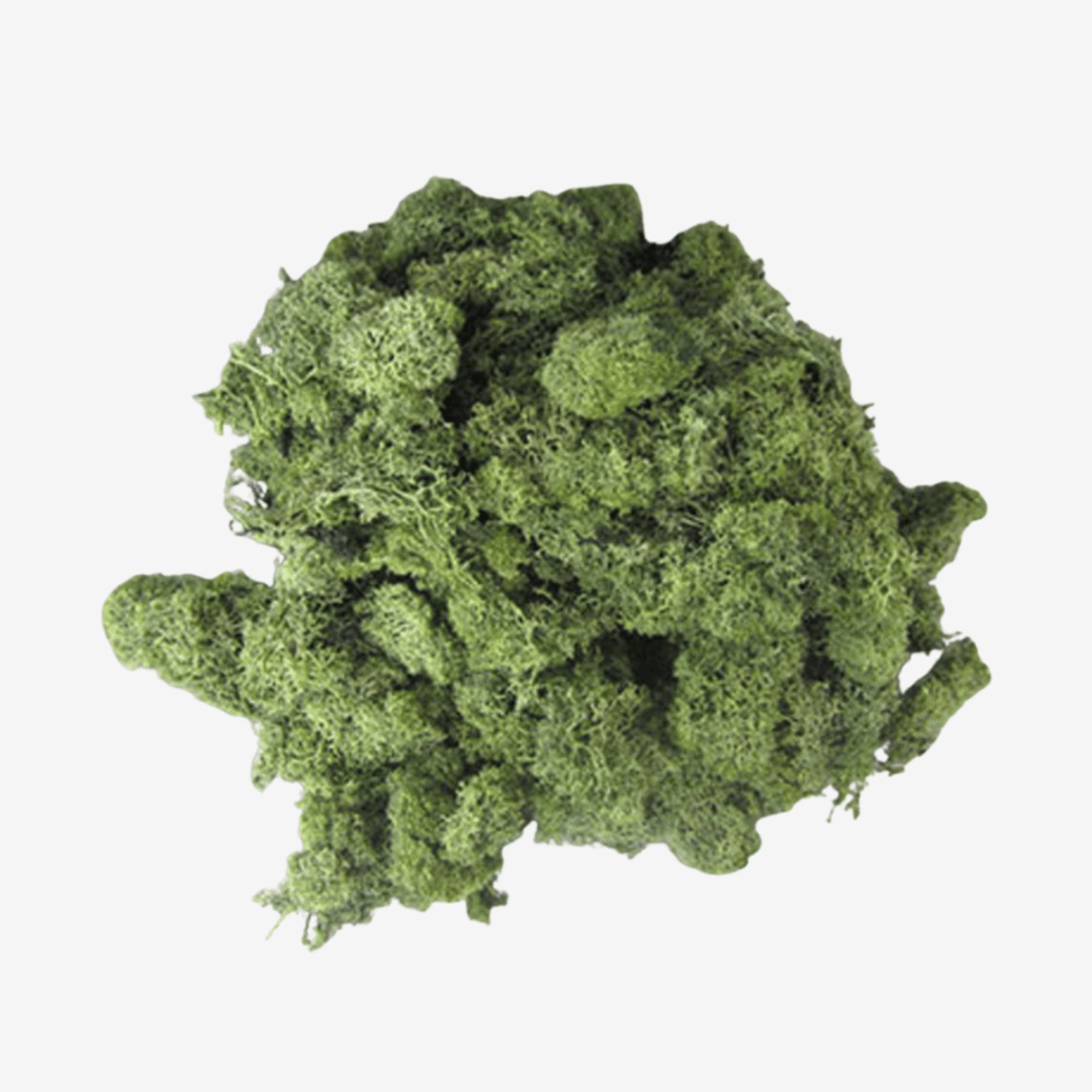 Lichen Medium Green 250g