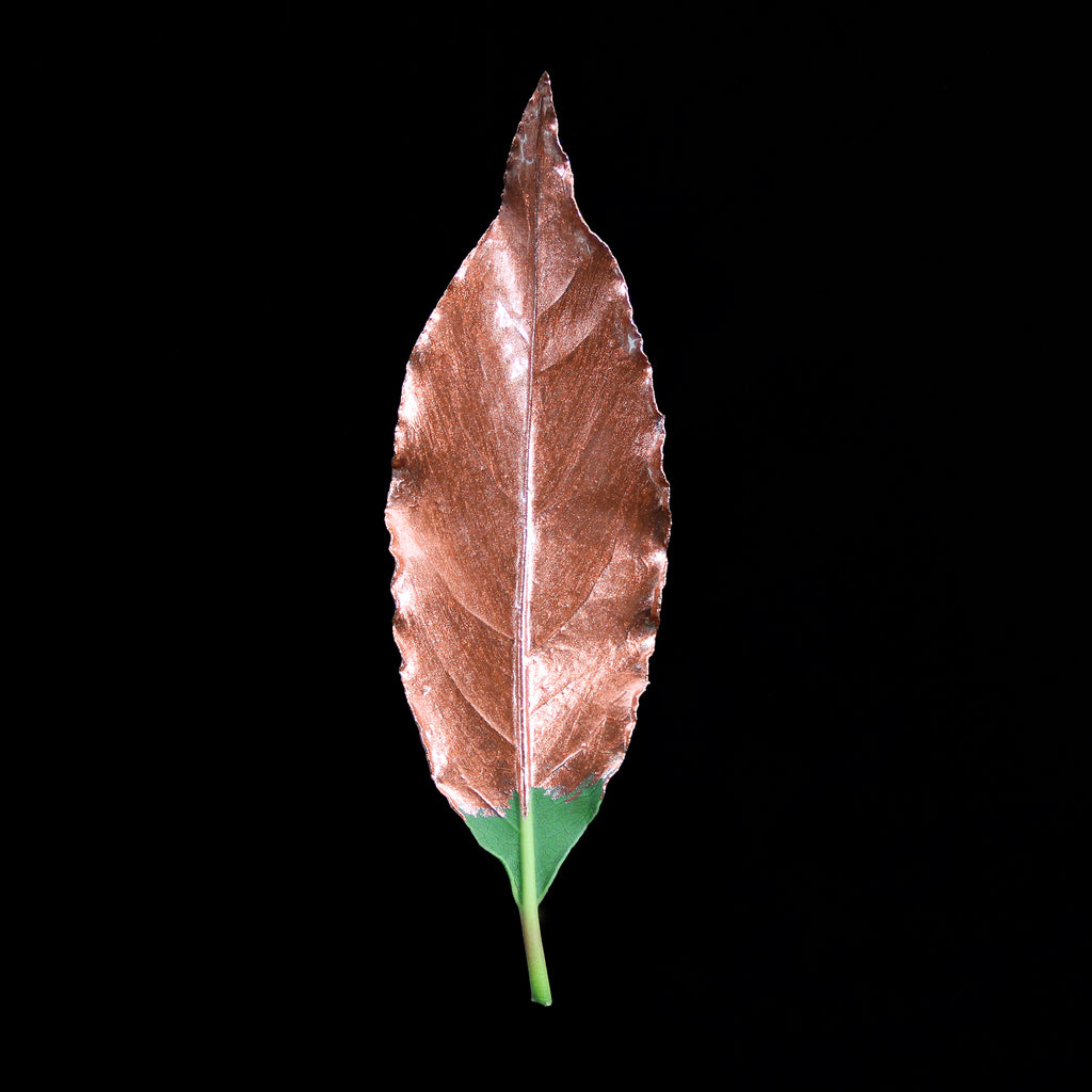 Leaf_CPR_Edit.jpg