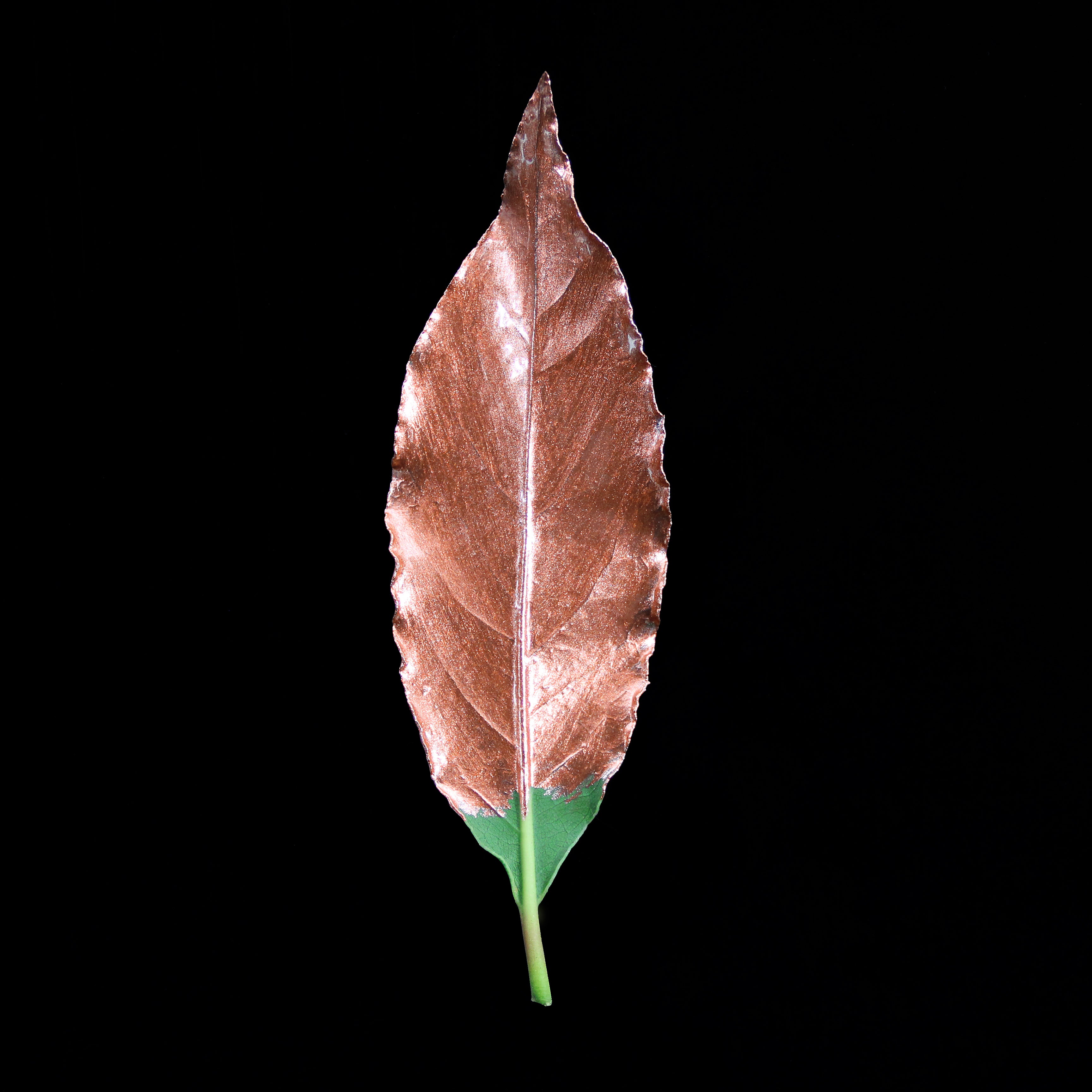Leaf_CPR_Edit.jpg