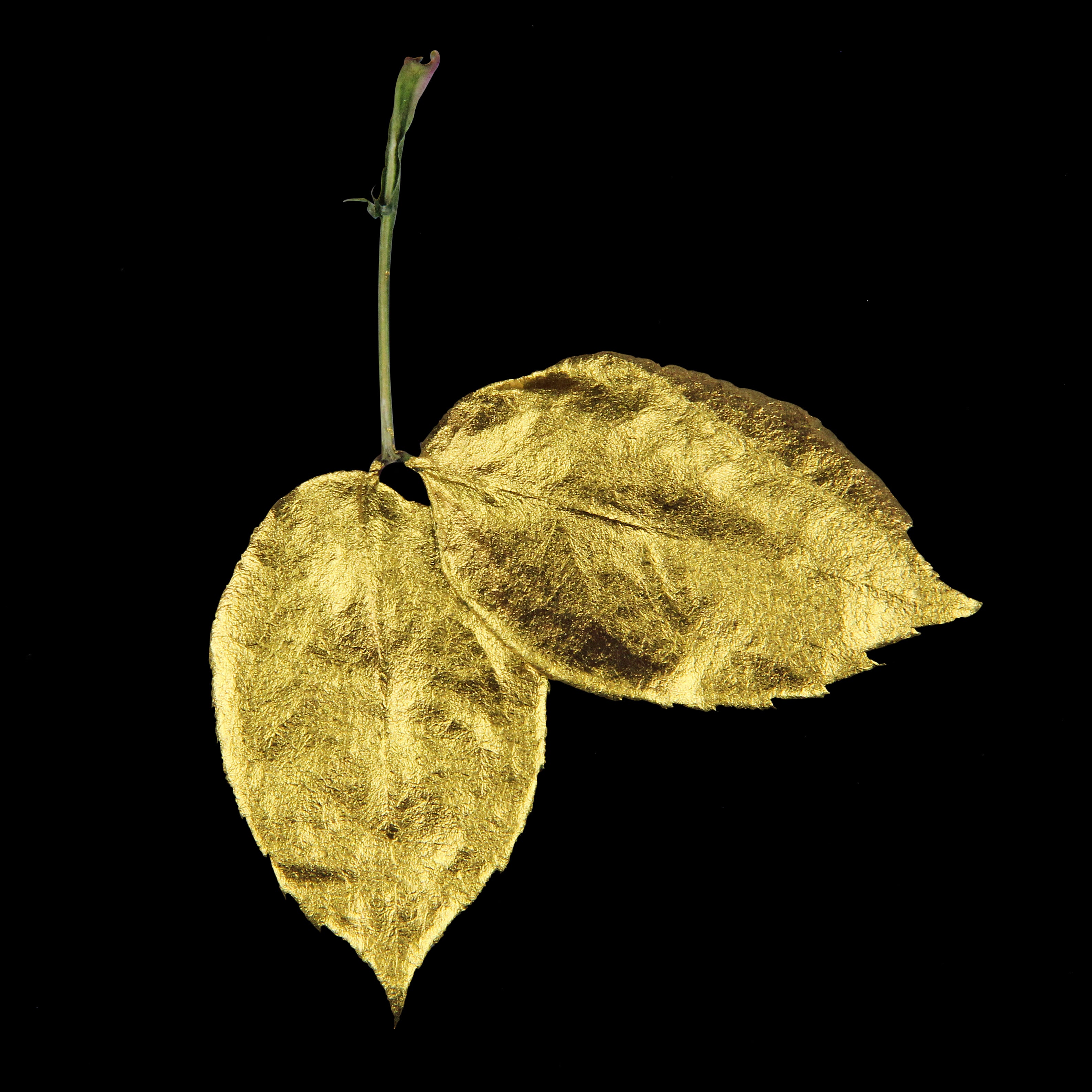 Leaf_GLD_#4.jpg