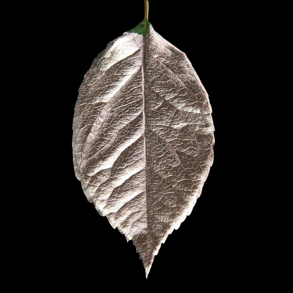 Leaf_CHMP_#2.jpg