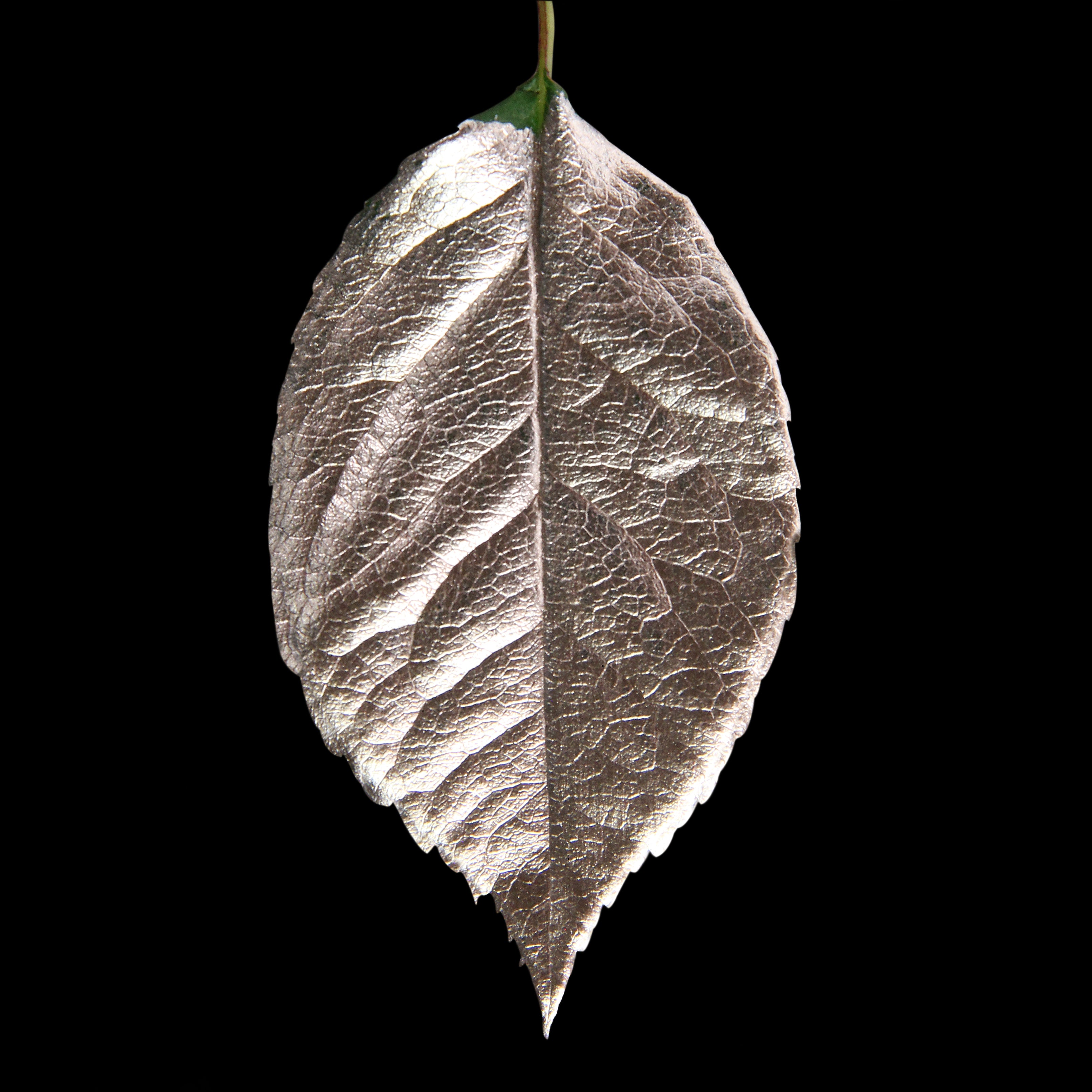 Leaf_CHMP_#2.jpg