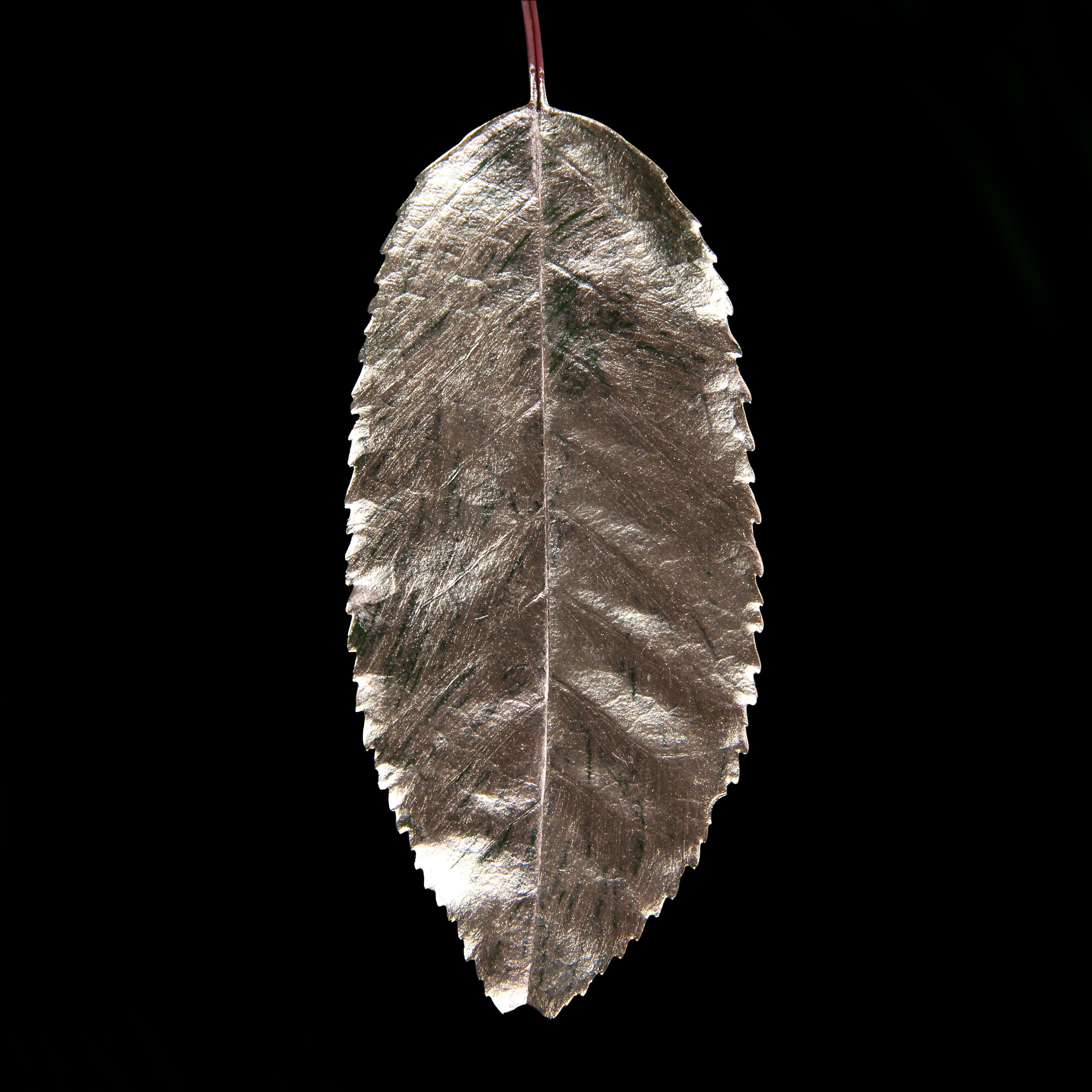 Leaf_CHMP_#3.jpg