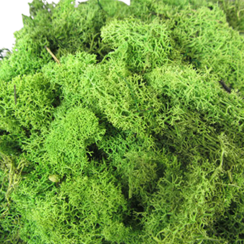 Lichen Medium Green 250g
