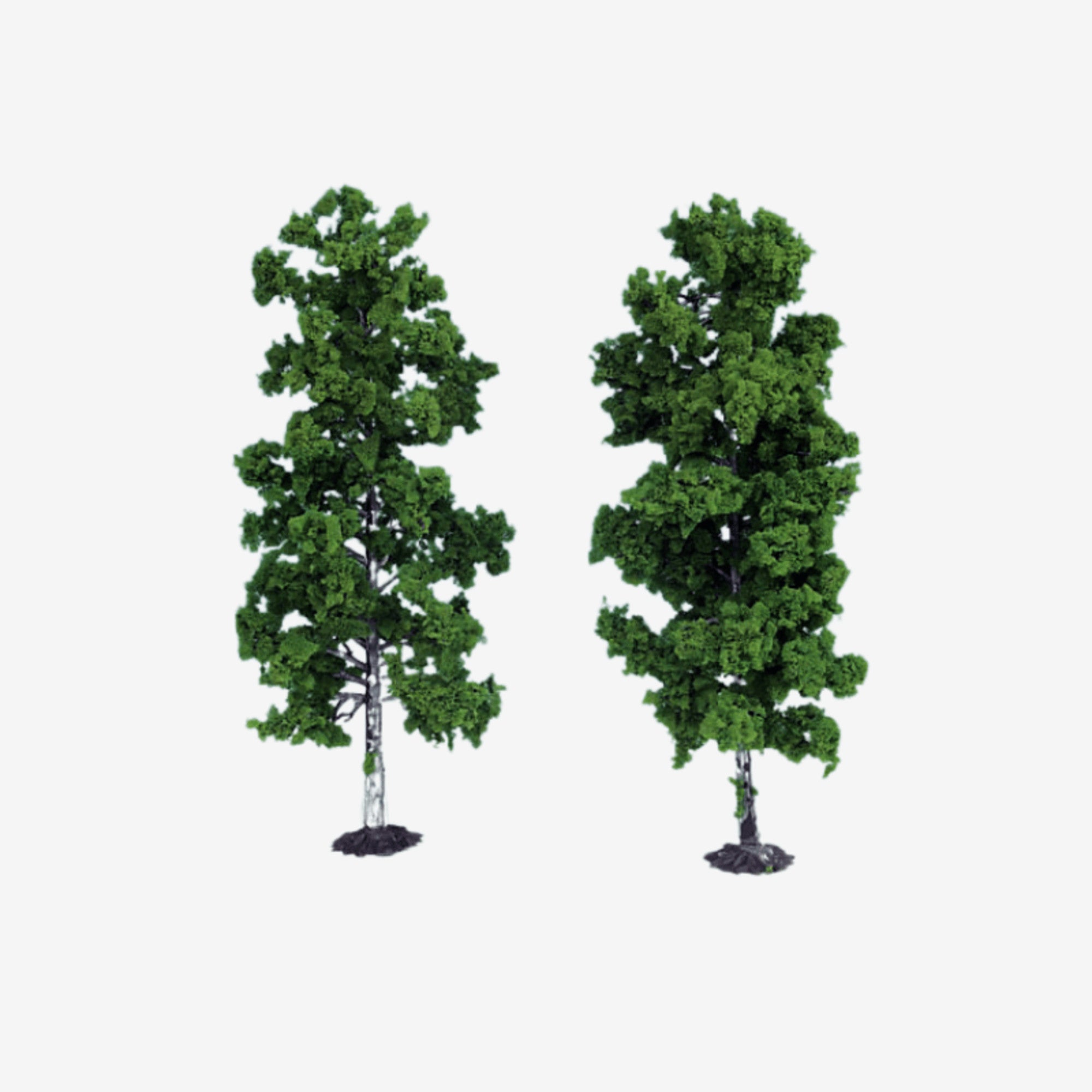 1135 2 Beech Trees 18cm (Light Green)