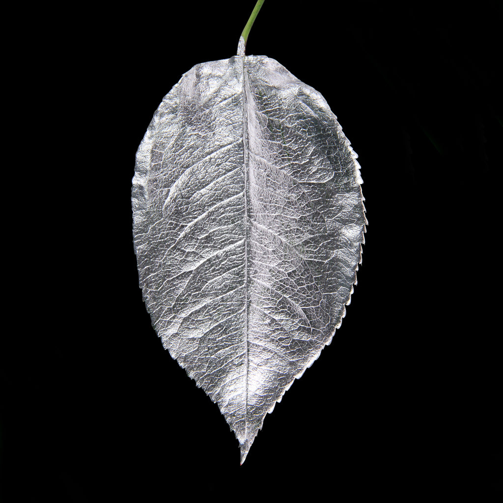 Leaf_SLVR_#2.jpg